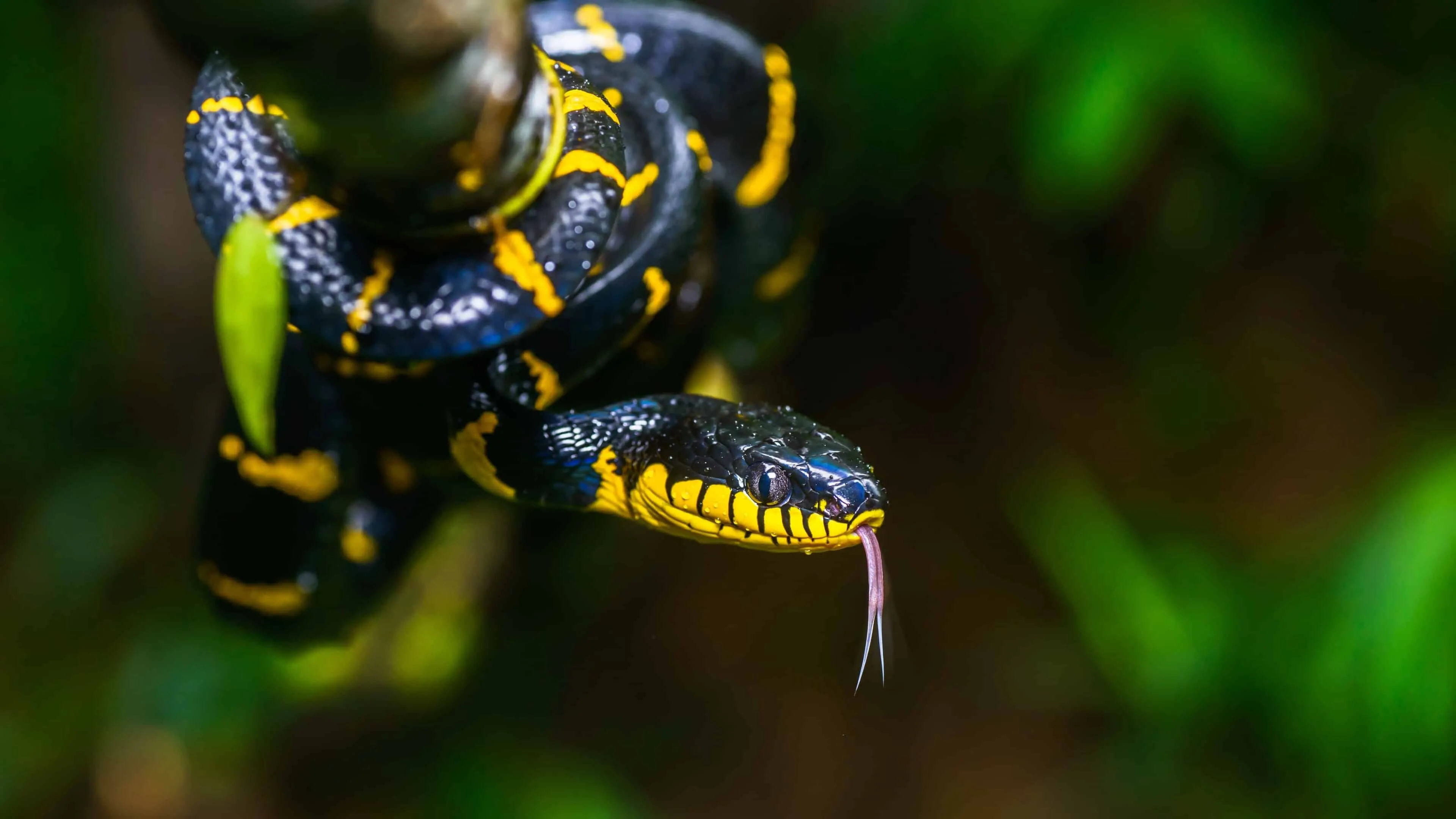 Snake Wallpaper
