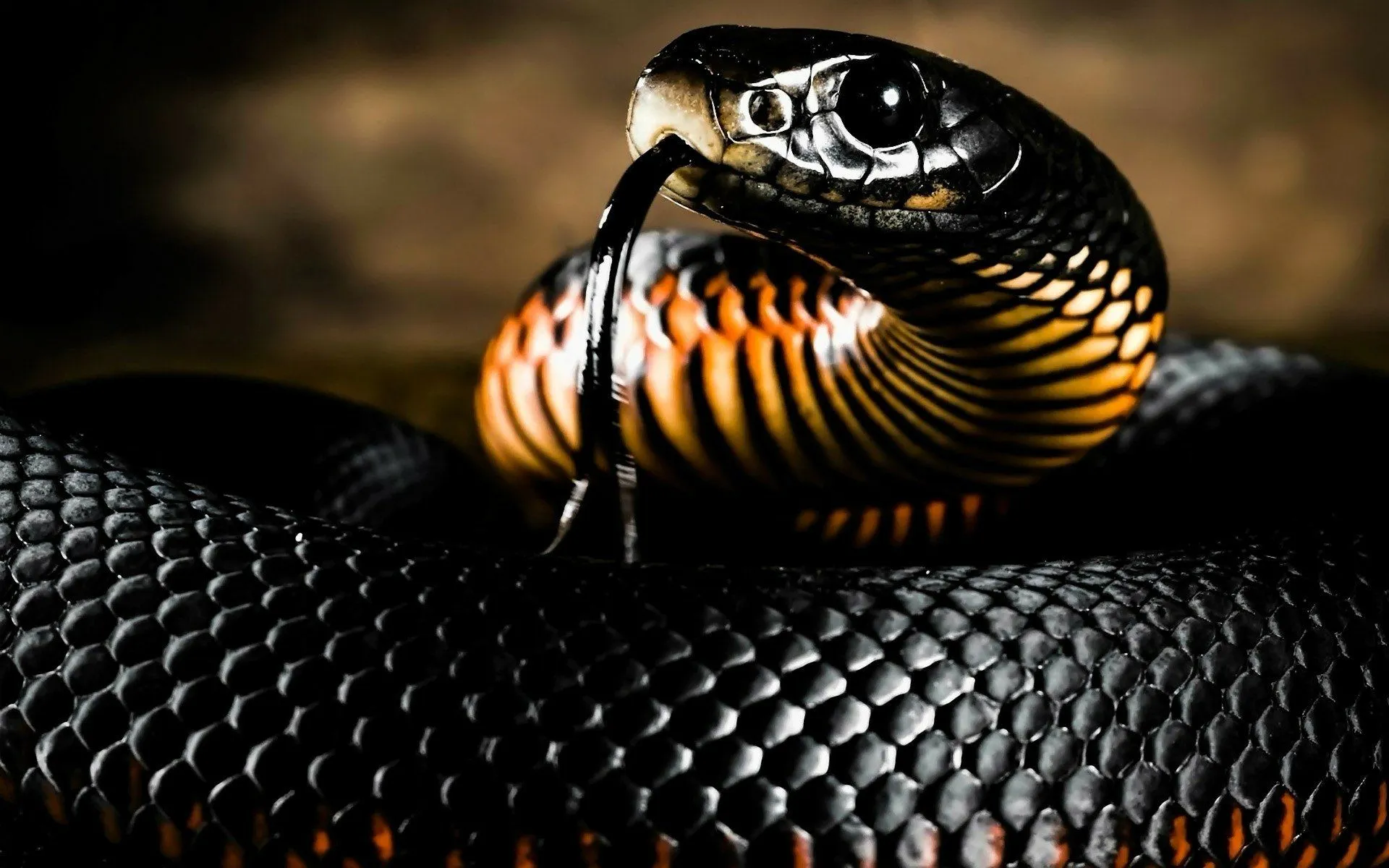 Majestic Red Bellied Black Snake HD Wallpaperx1200