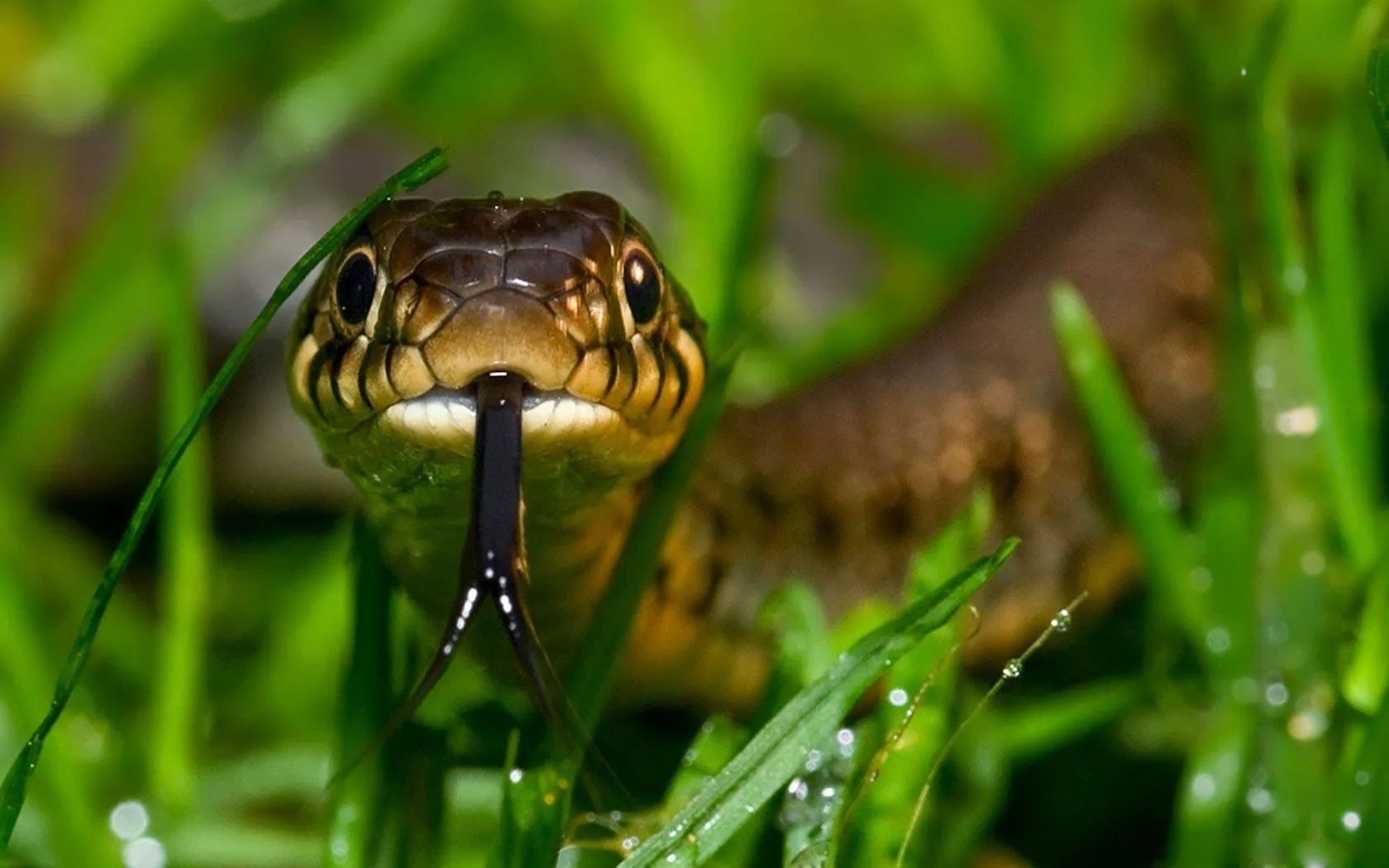 HD Wallpaper of a Striking Snake in Naturex1050