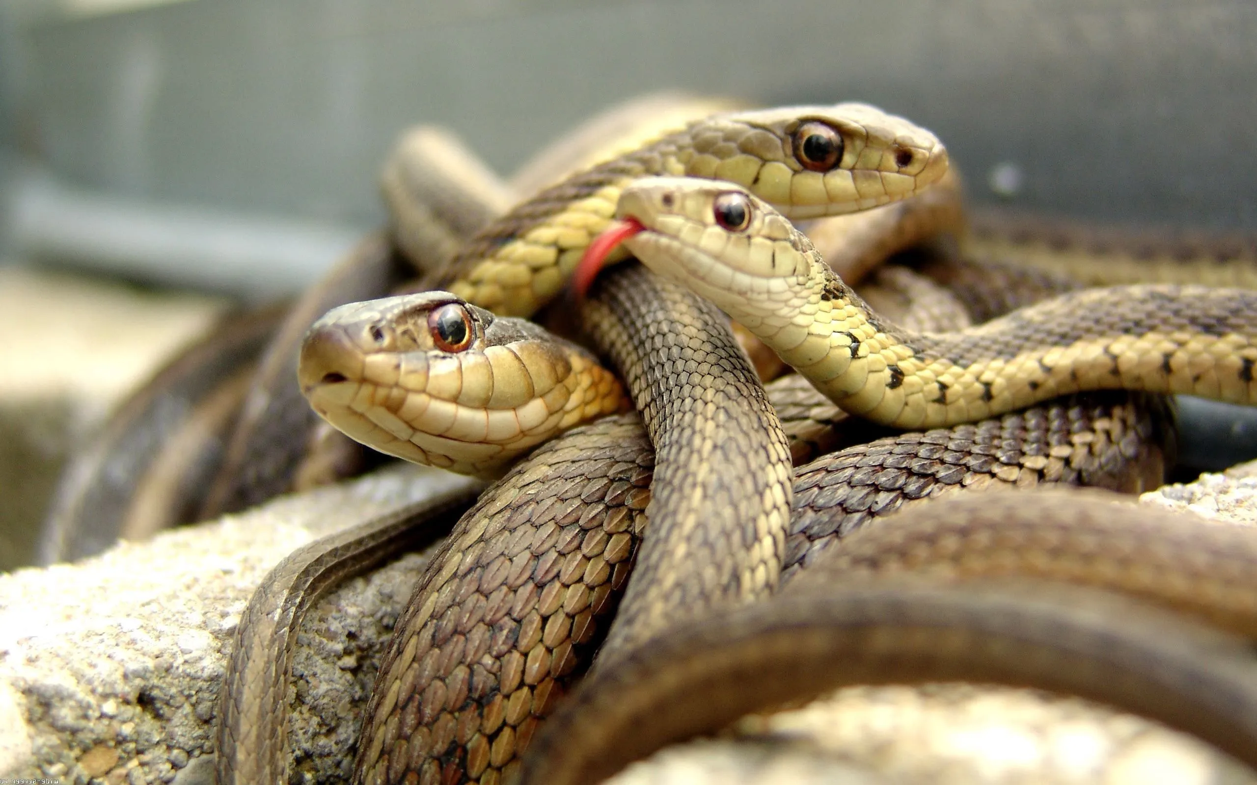 nature, Landscape, Animals, Snake Wallpaper HD / Desktop and Mobile Background