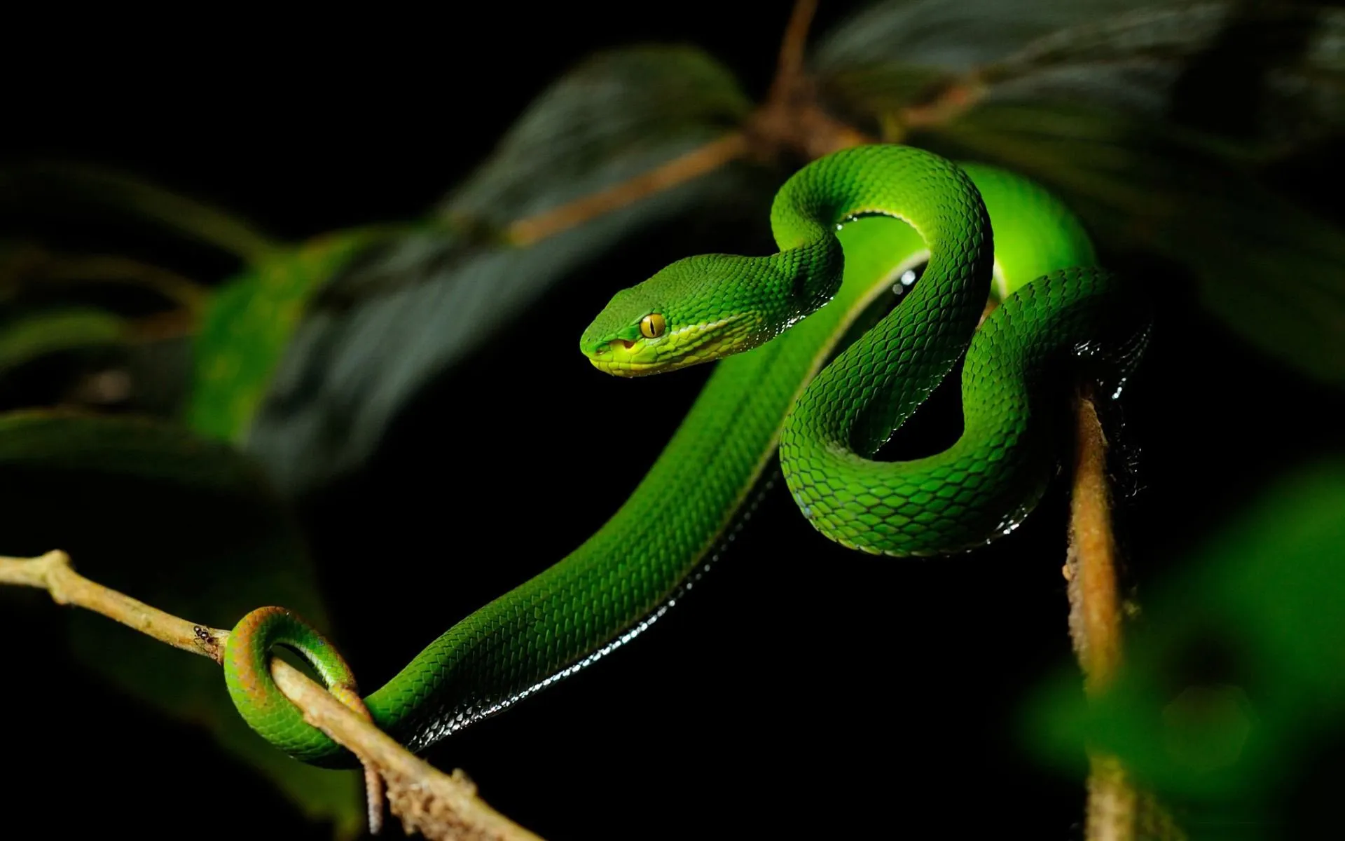 White Lipped Pit Viper Snake HD Desktop Wallpaper