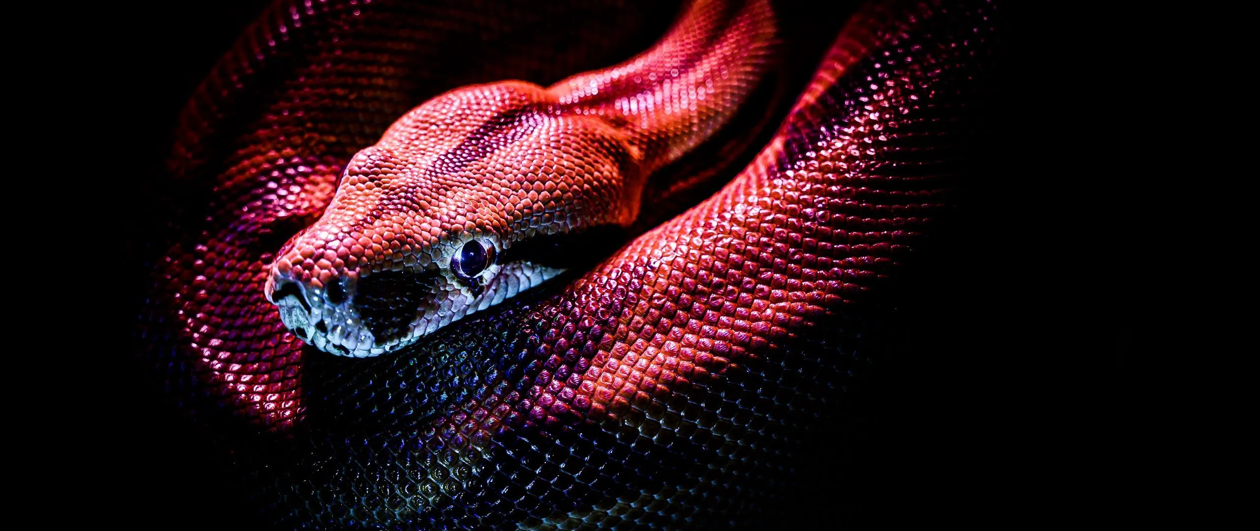 Download wallpaper 2560x1080 snake, reptile, red, dark, scales dual wide 1080p HD background