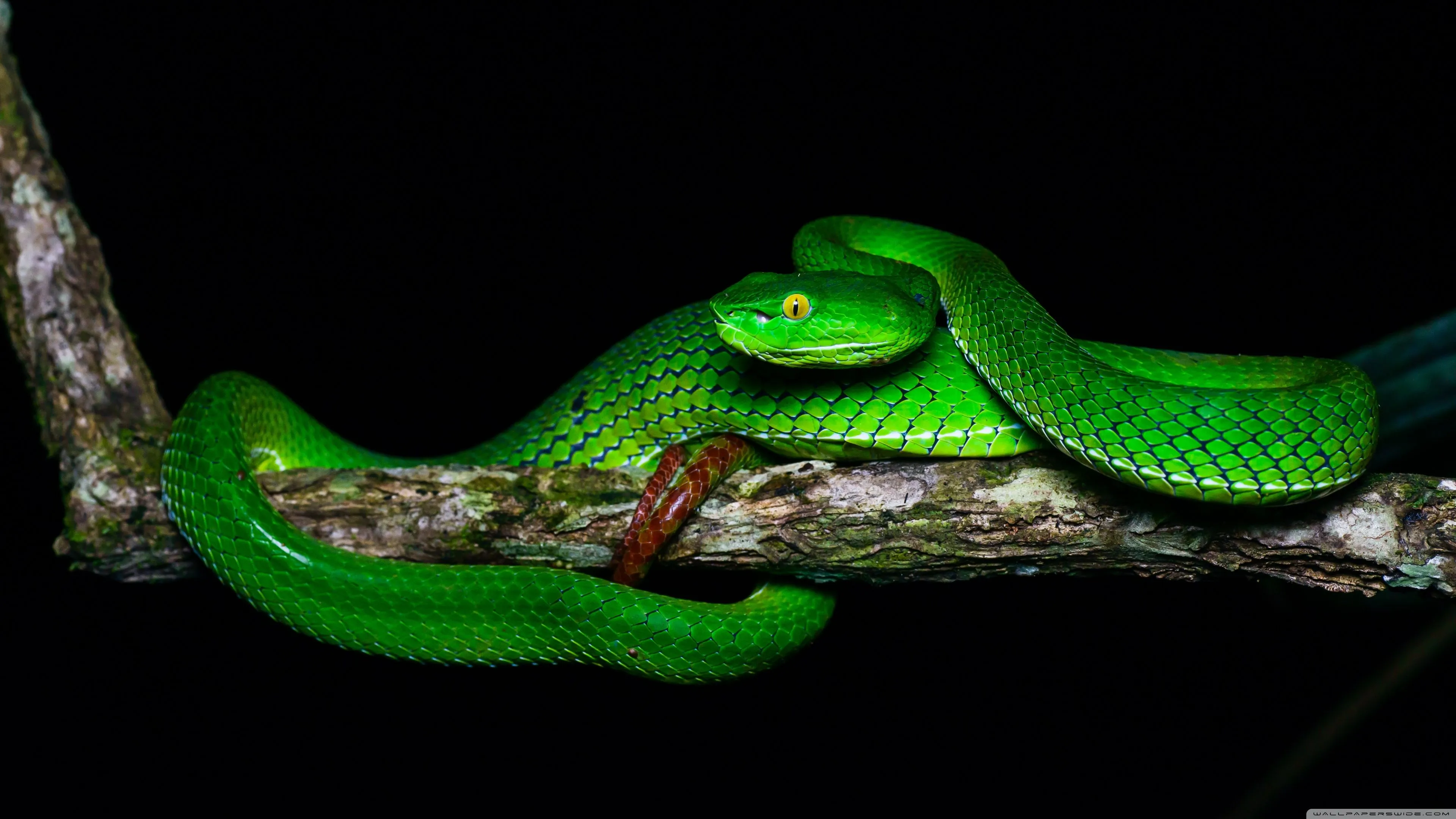 Beautiful Gumprecht's Green Pit Viper, Trimeresurus Gumprechti Snake 4K UHD Wallpaper for UltraHD Desktop and TV, Widescreen and UltraWide Display, Dual and Triple Monitor, Smartphone and Tablet Devices
