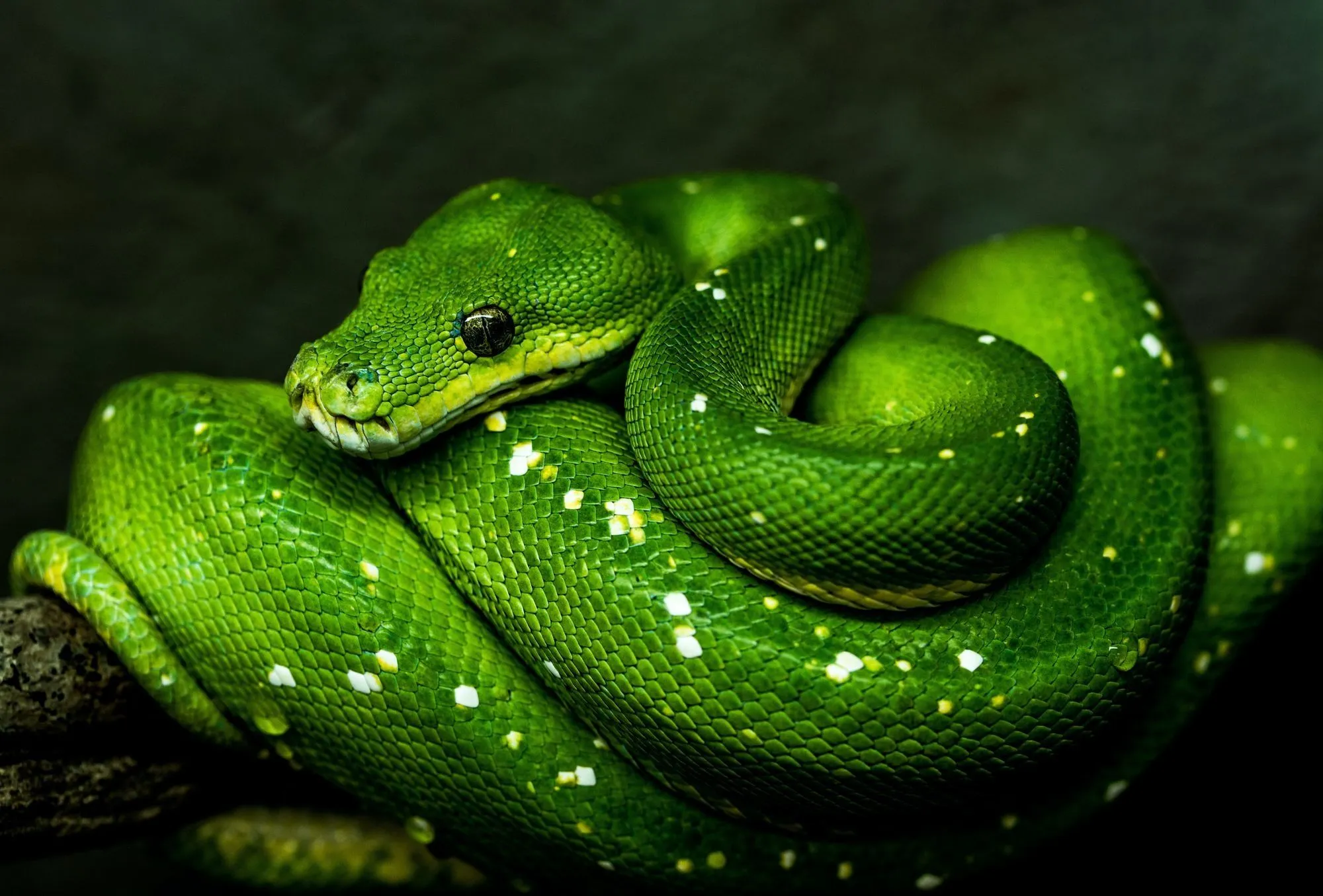 Python (Snake) Wallpaper