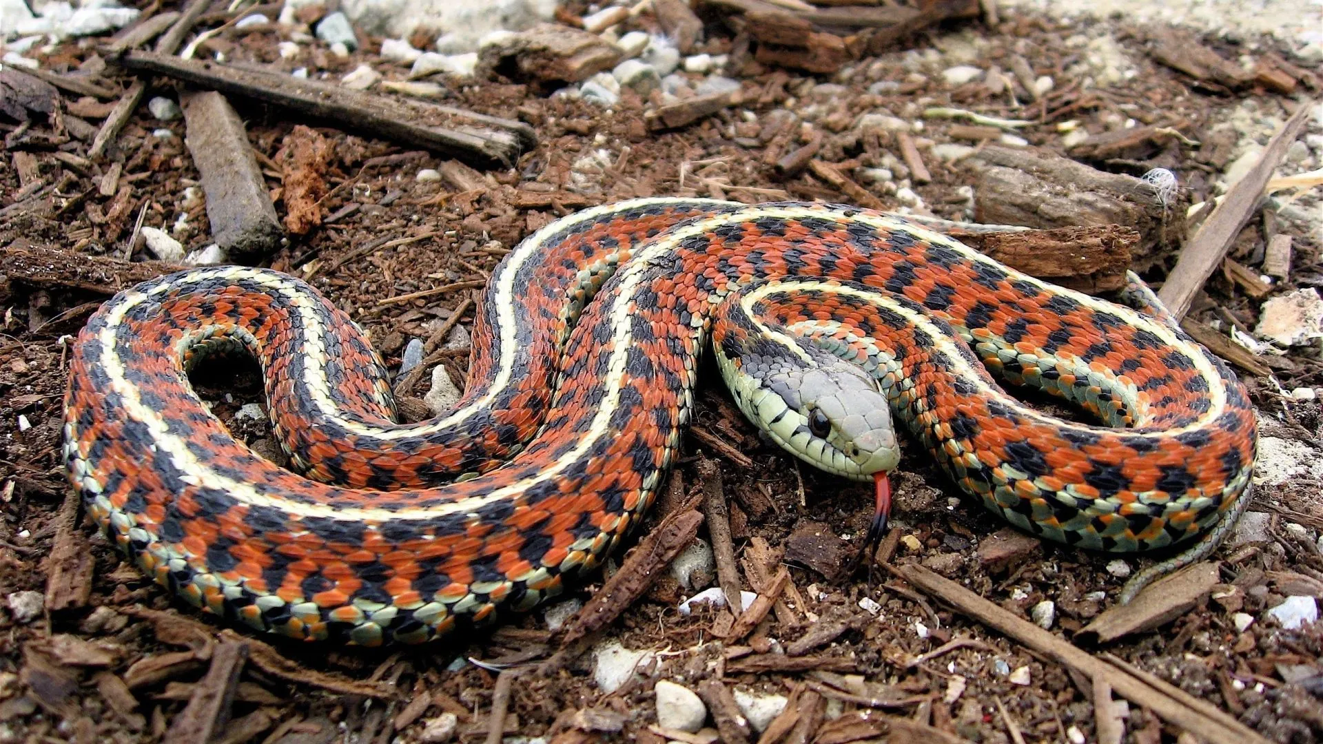 Snake Python Desktop wallpaper 1920x1080