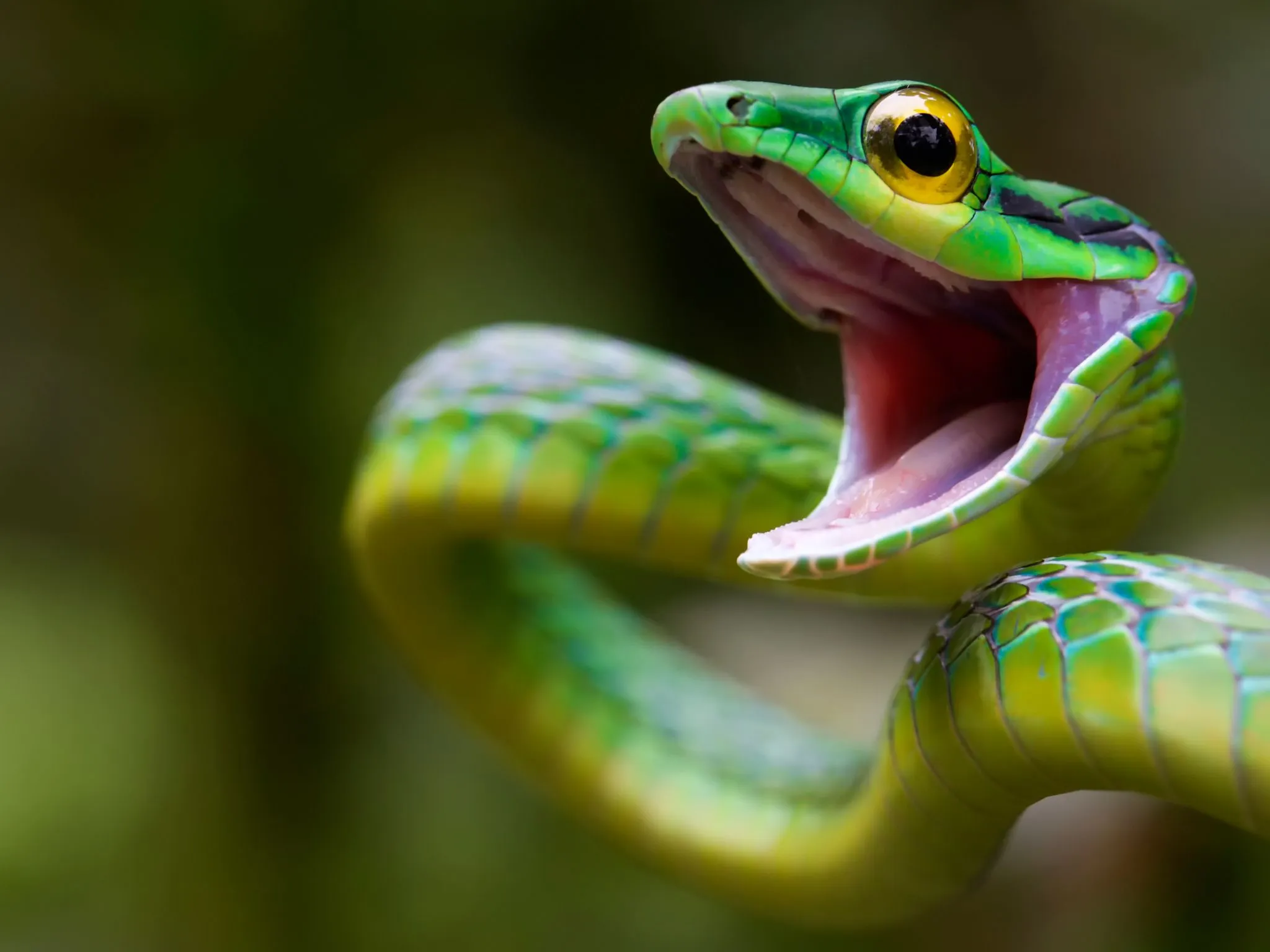 snake, green snake, costa rica Wallpaper, HD Animals 4K Wallpaper, Image and Background