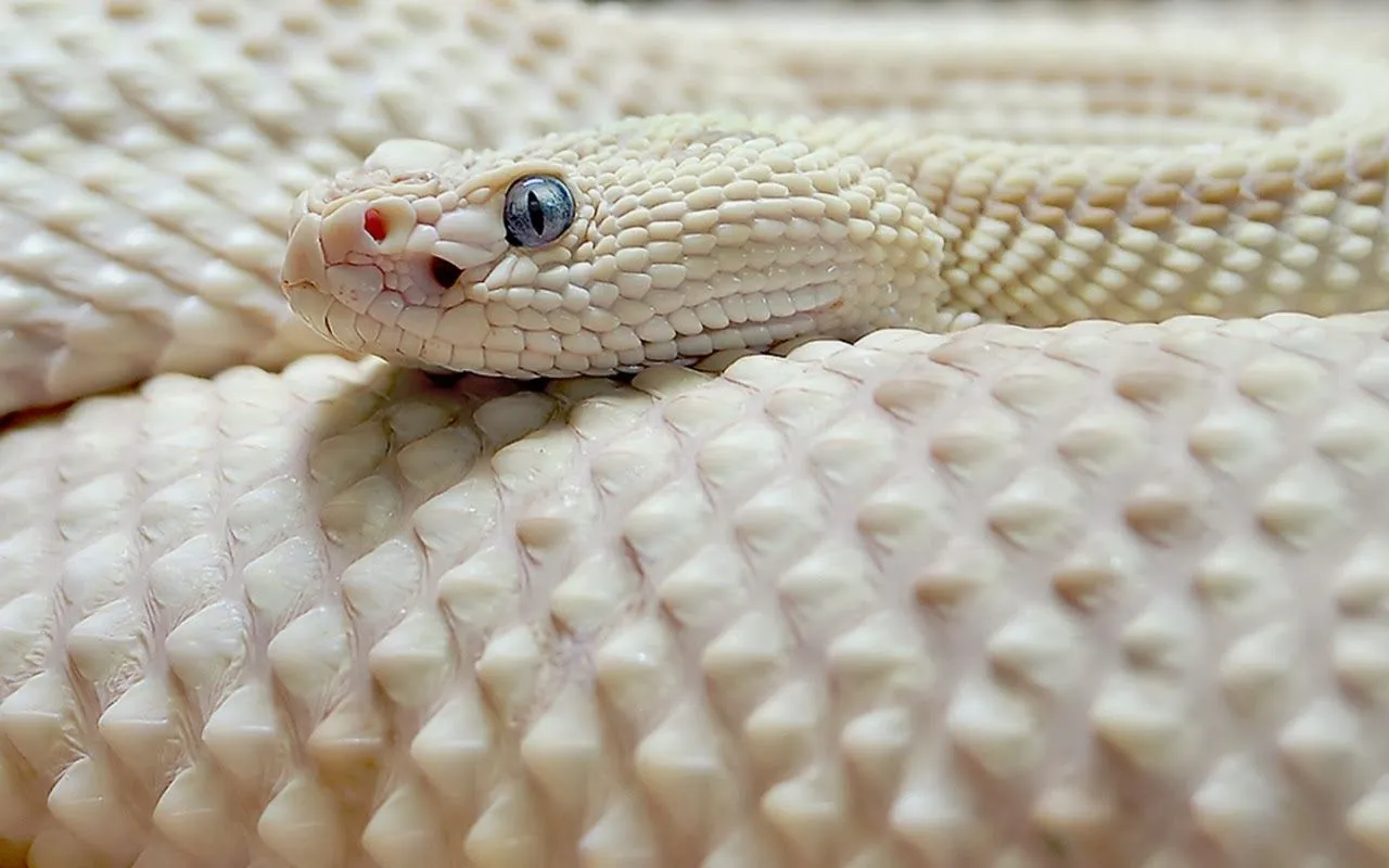 HD Wallpaper Blog: World Best Dangerous Snake HD Wallpaper