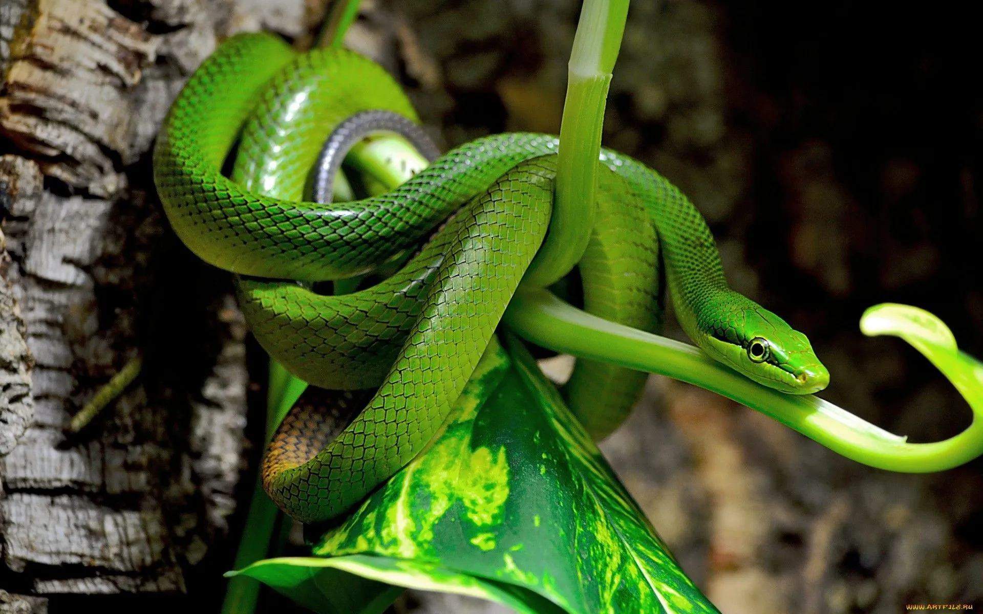 Desktop wallpaper: Snake, Animal, Reptiles 4K free download for PC. 289078
