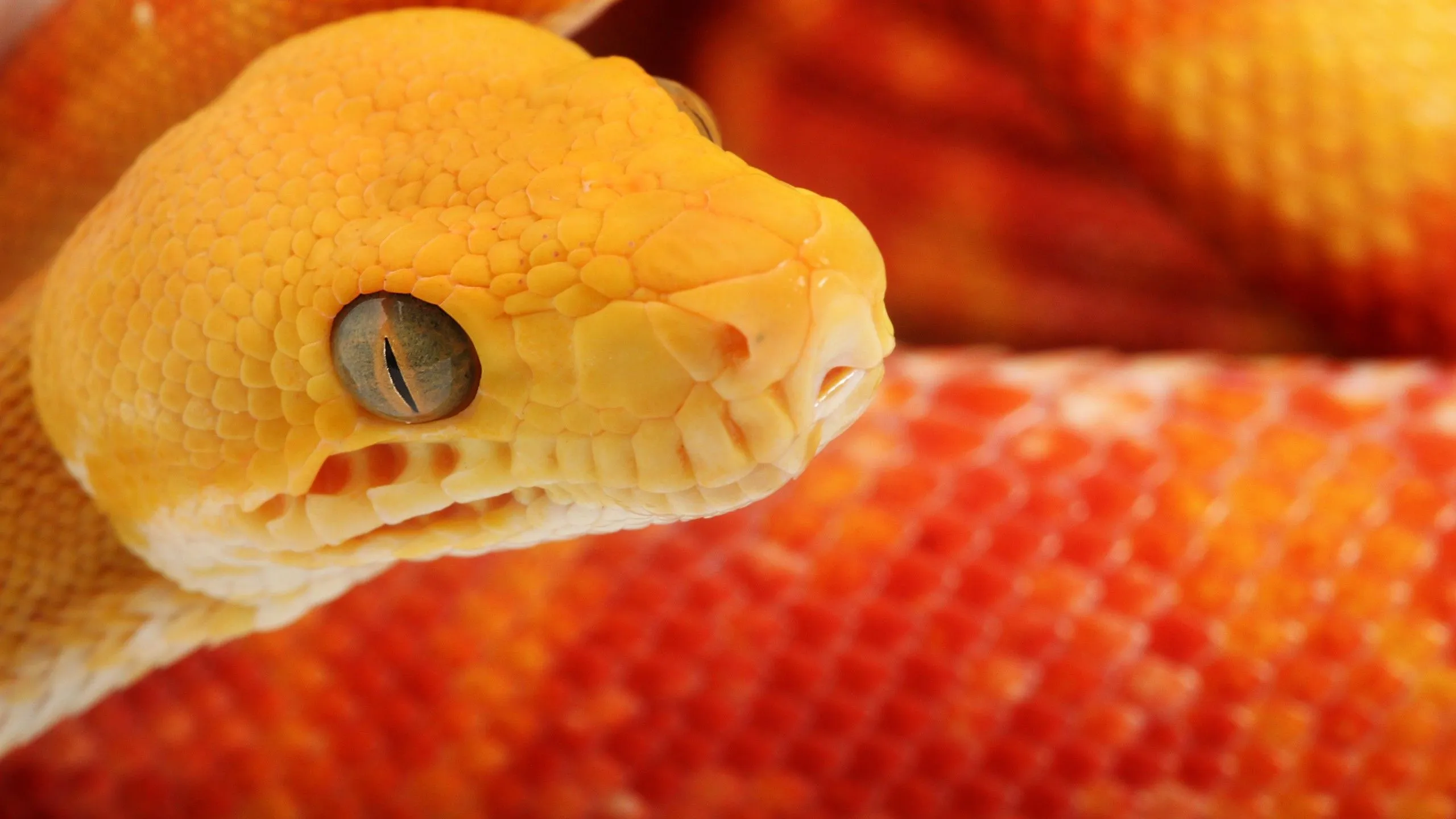 Download Snake, Desktop, Wallpaper, 3D Wallpaper in 2560x1440 Resolution