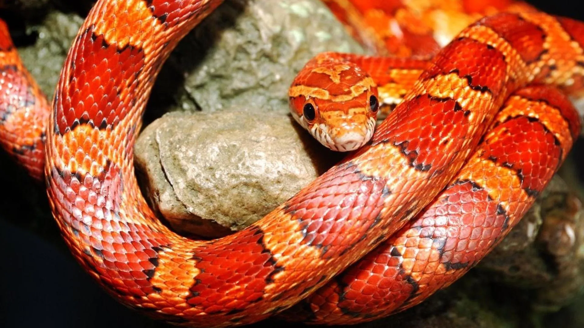 Red snake on a rock Desktop wallpaper 1920x1080