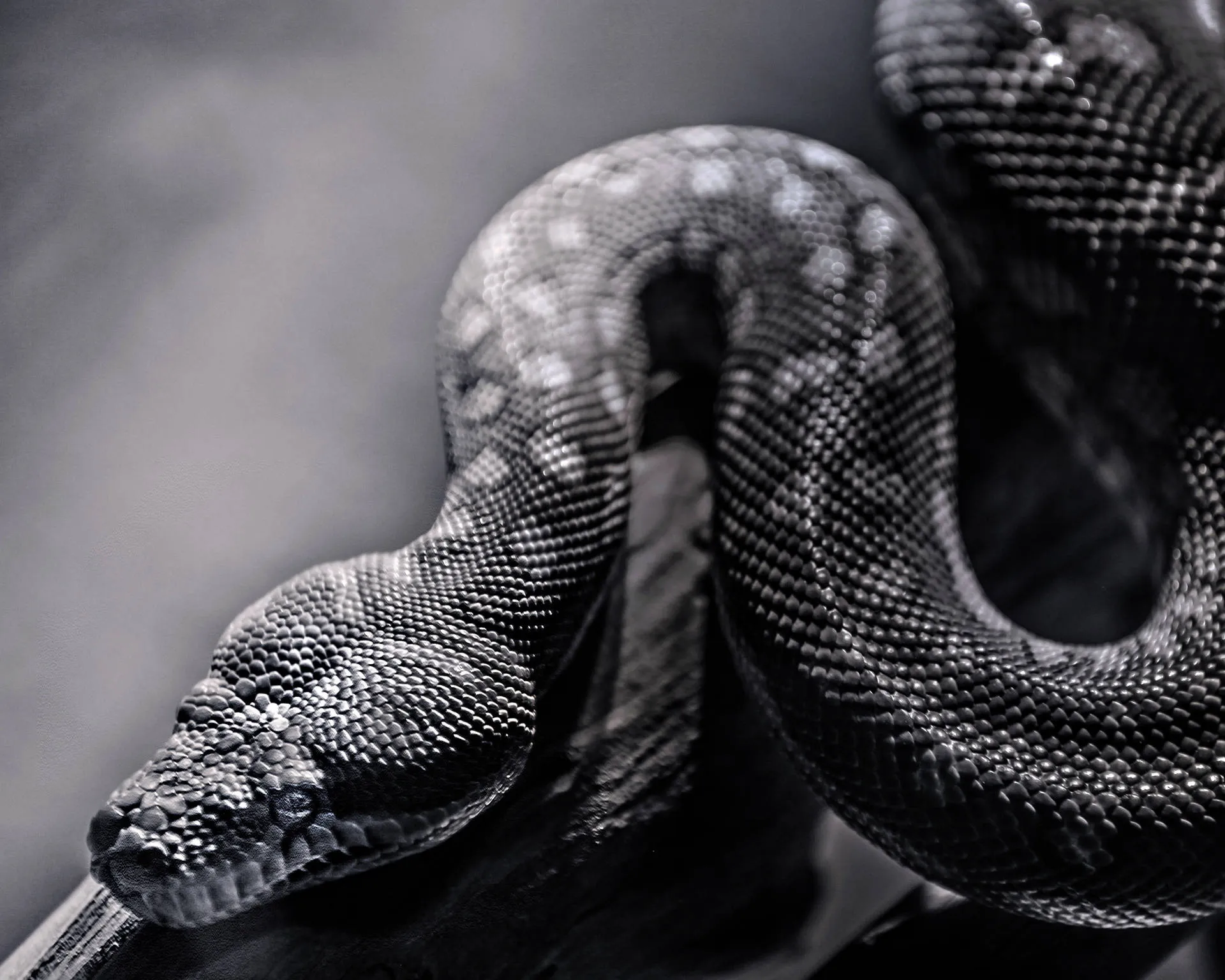 Download Snake Wallpaper