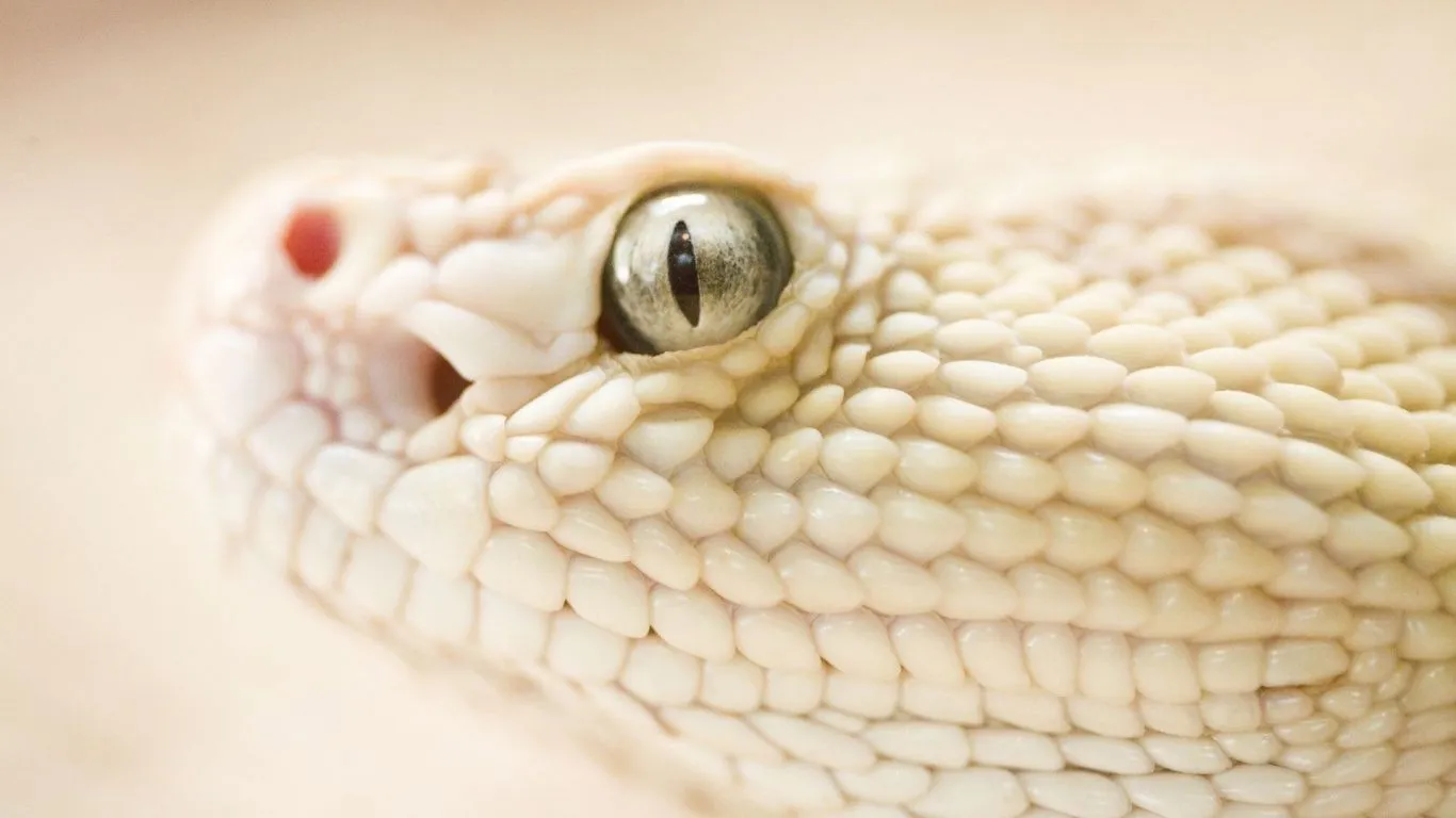 White Snake 4K UHD Wallpaper for UltraHD Desktop and TV, Widescreen and UltraWide Display, Smartphone and Tablet Devices