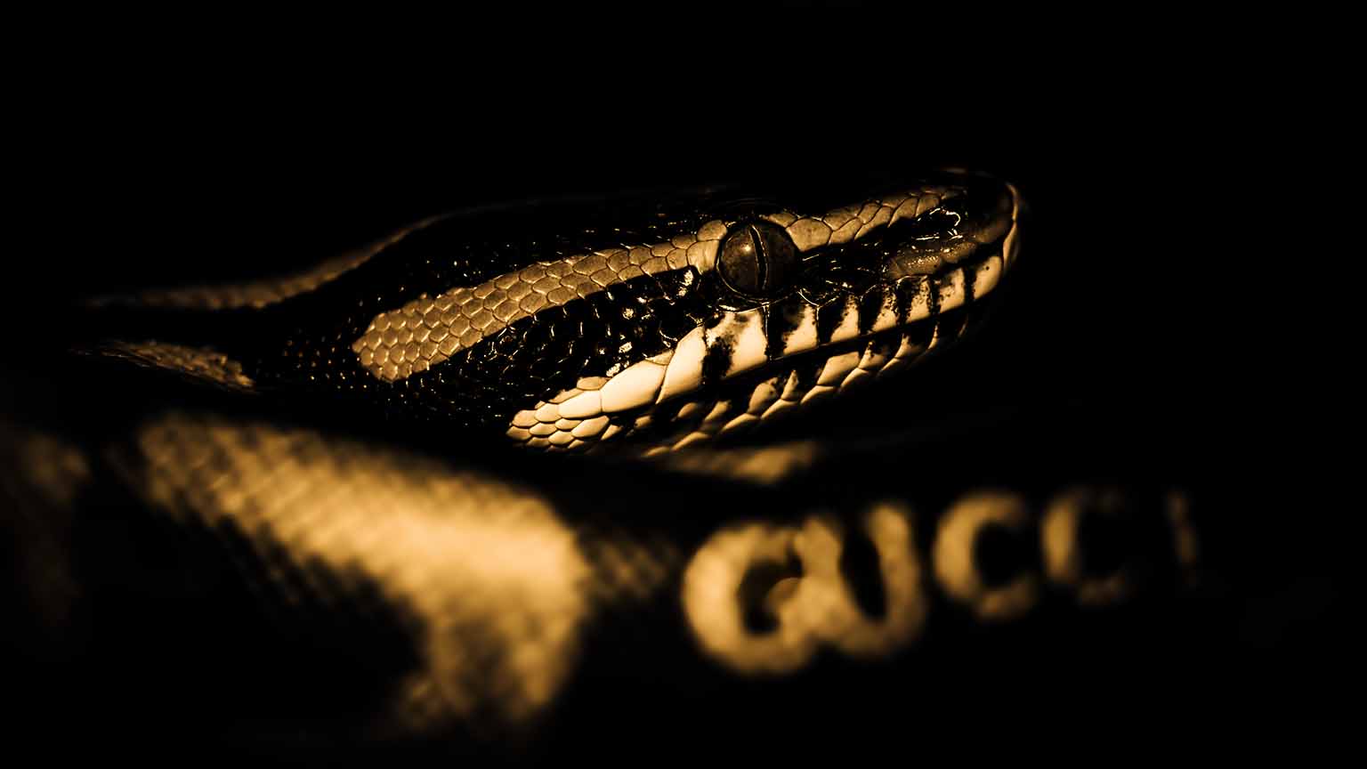 Free Gucci Snake Shining Eyes 4K Desktop Wallpaper