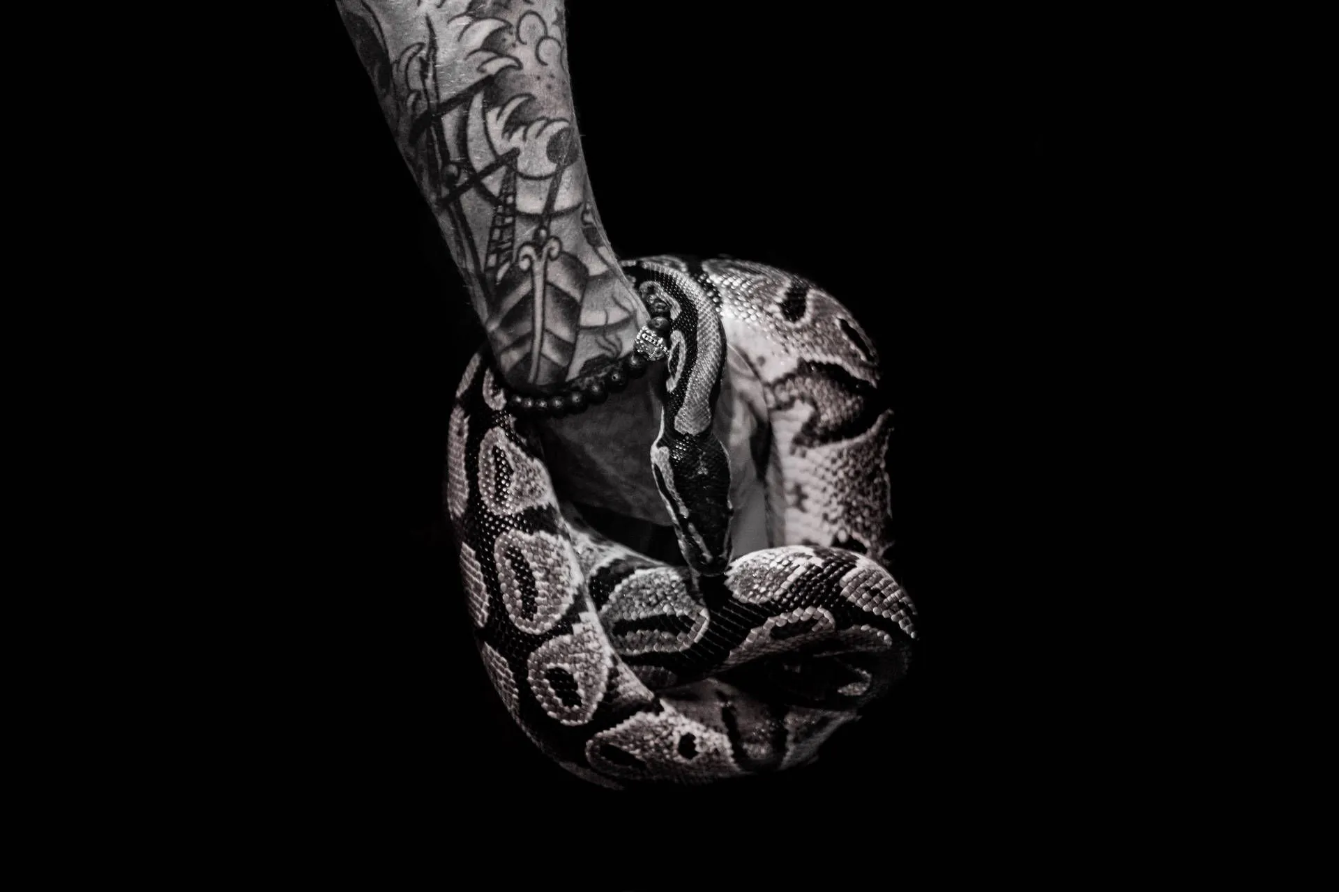 Download Black Background Snake Wallpaper