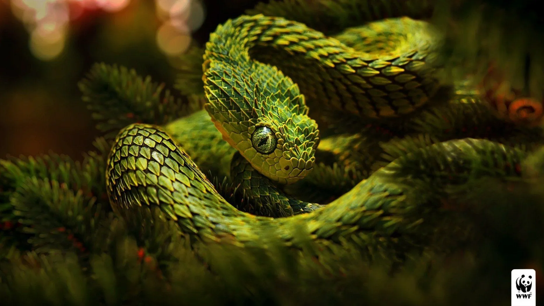 Stunning Viper HD Wallpaper: Nature's Serpent Masterpiecex1050