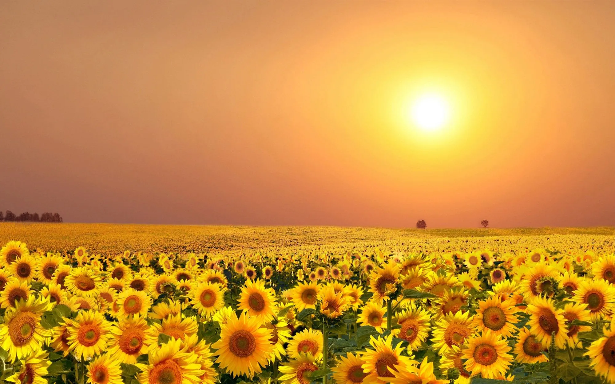 Wallpaper summer, sunflowers, seasons, the gifts of nature for mobile and desktop, section цветы, resolution 2000x1248