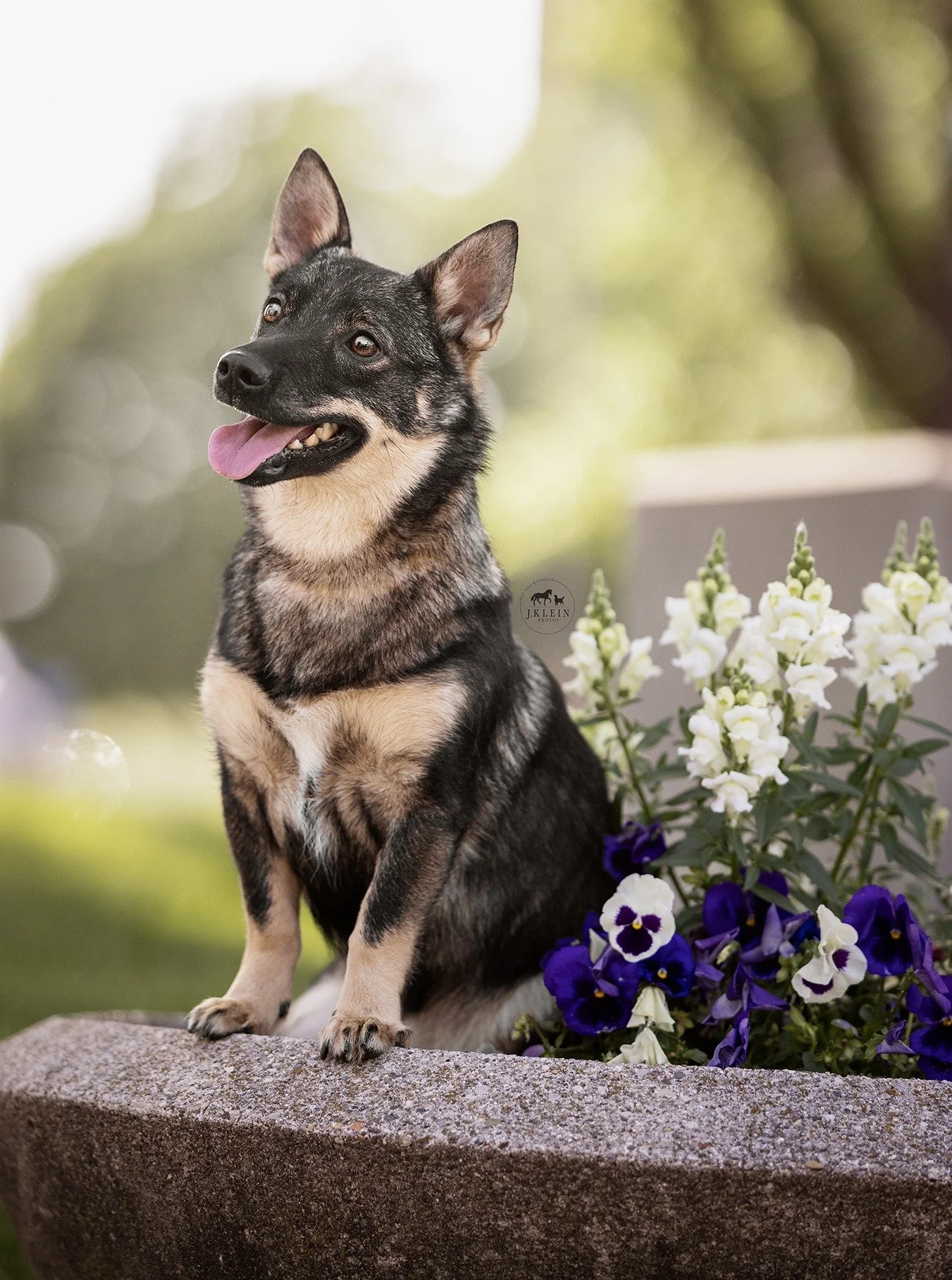 Swedish Vallhund History and Photo