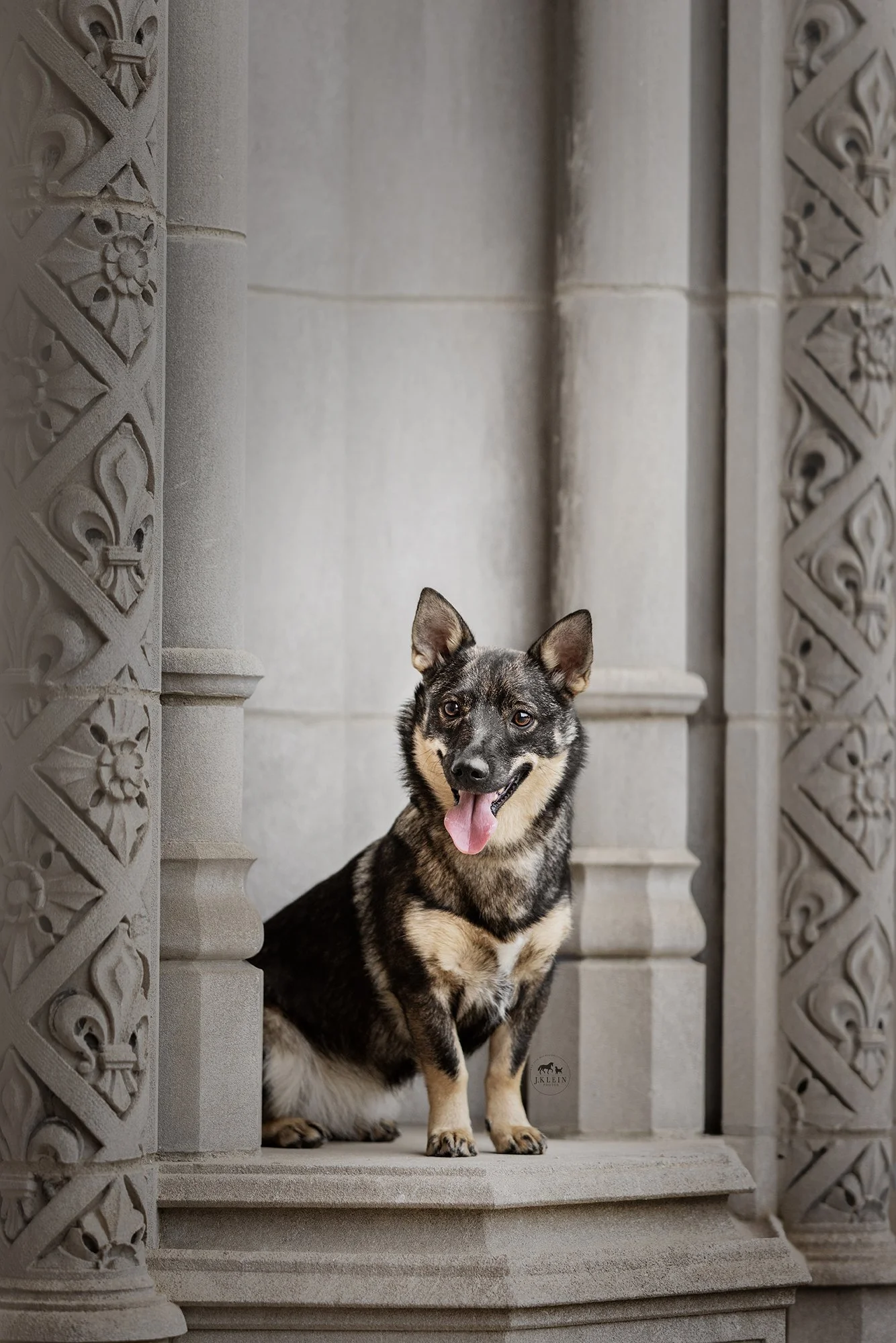 Swedish Vallhund History and Photo
