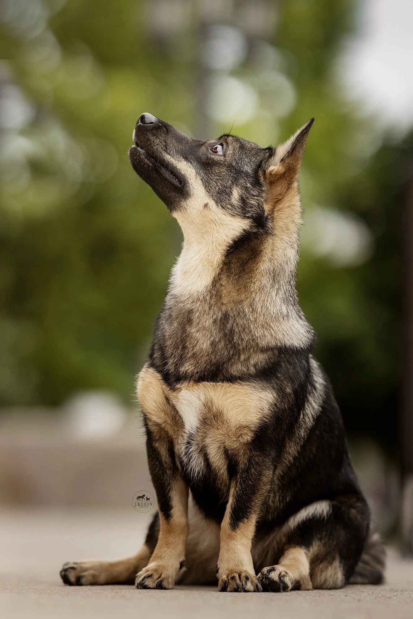 Swedish Vallhund History and Photo