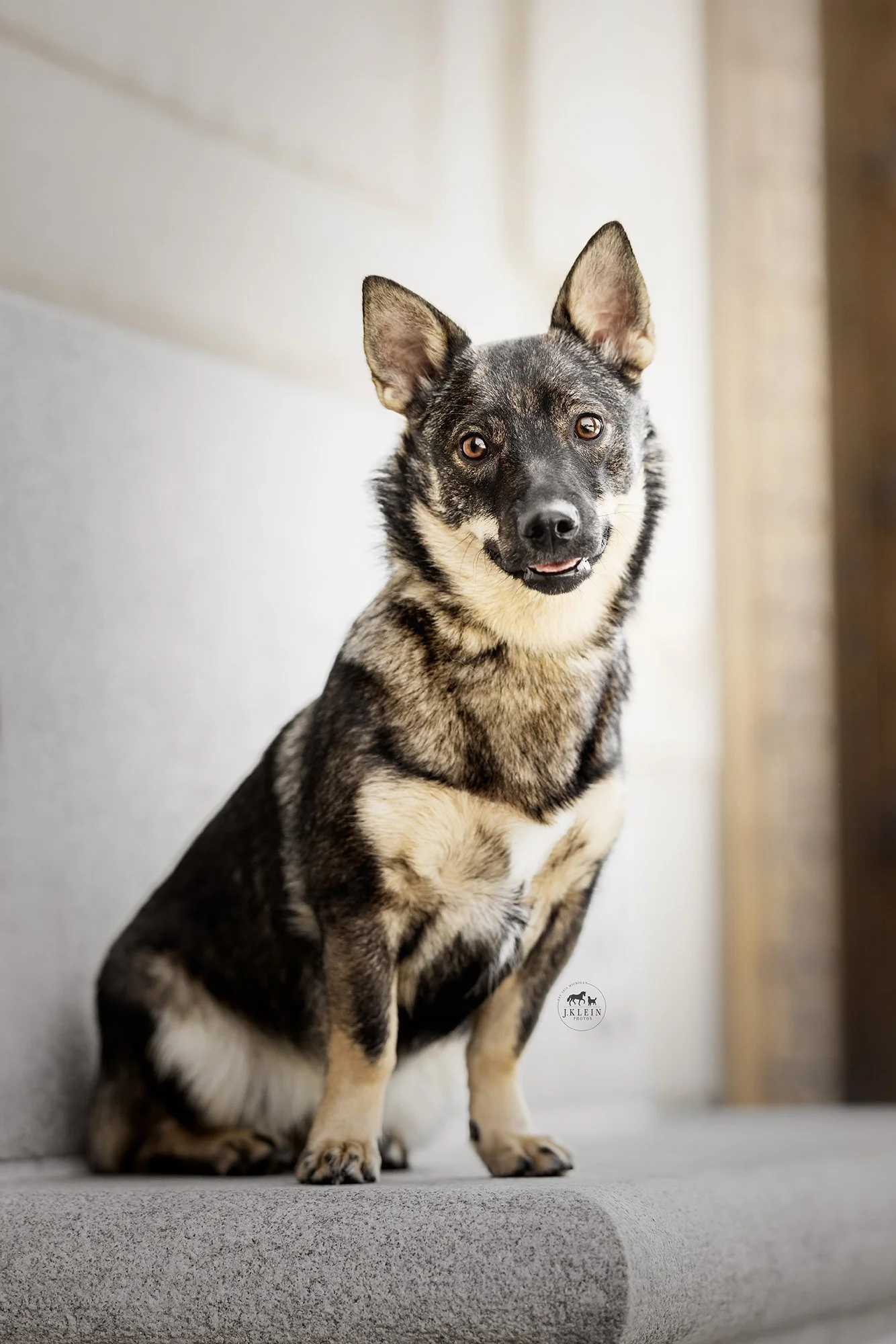 Swedish Vallhund History and Photo