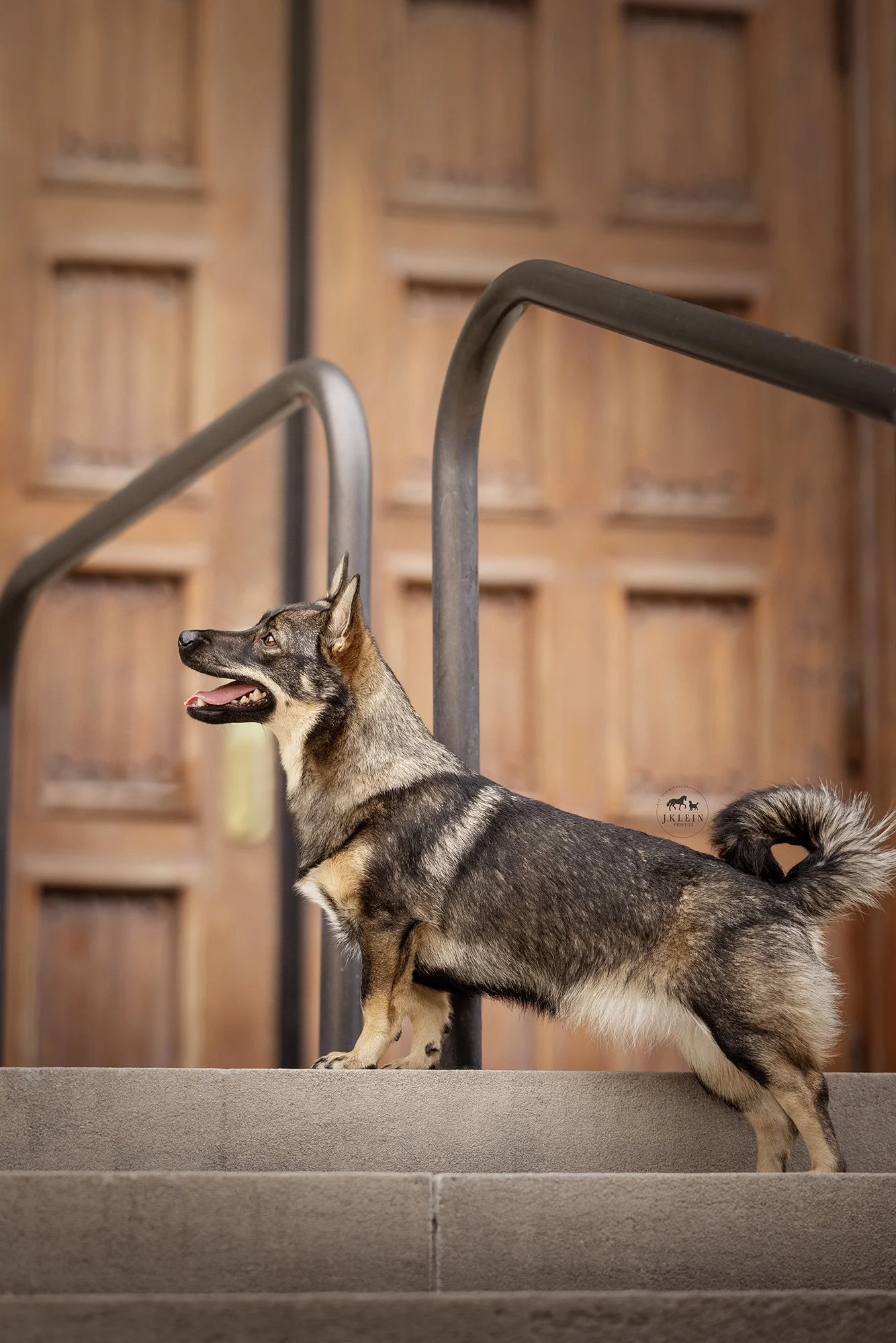 Swedish Vallhund History and Photo