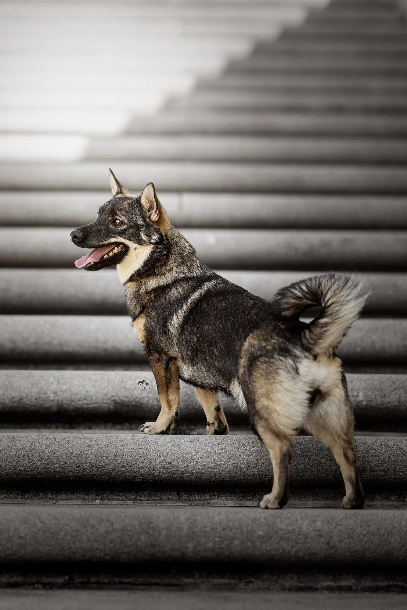 Swedish Vallhund History and Photo