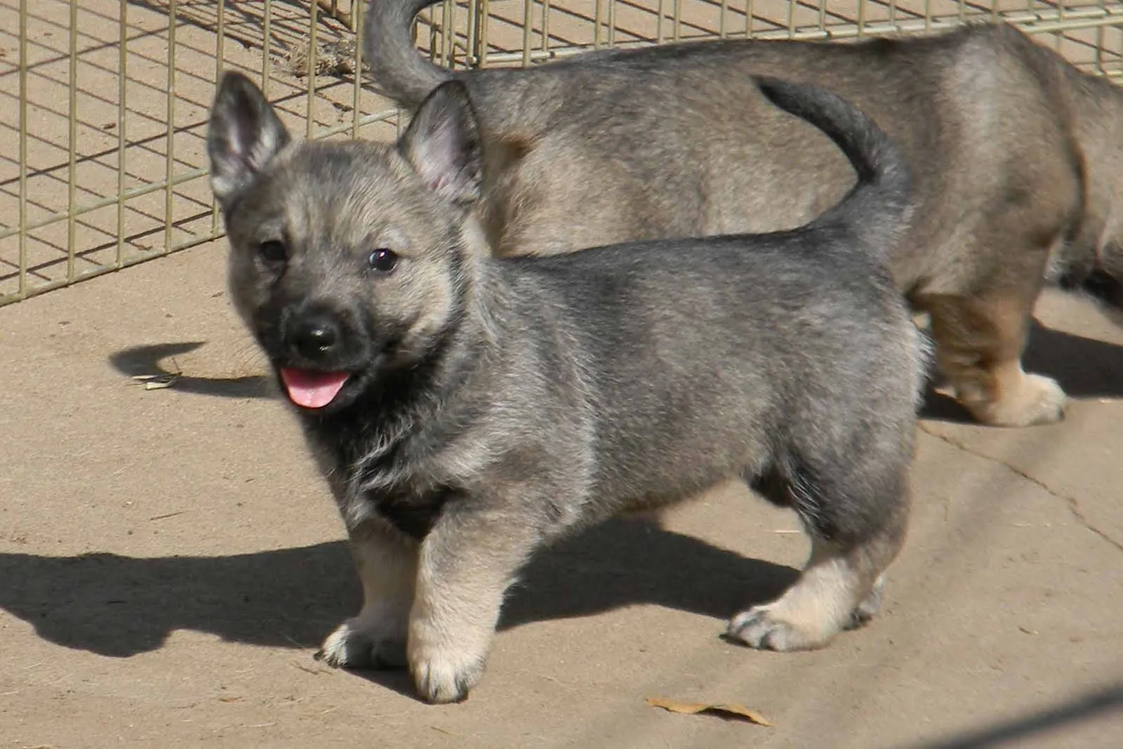 Swedish Vallhund puppy photo and wallpaper. Beautiful Swedish Vallhund puppy picture