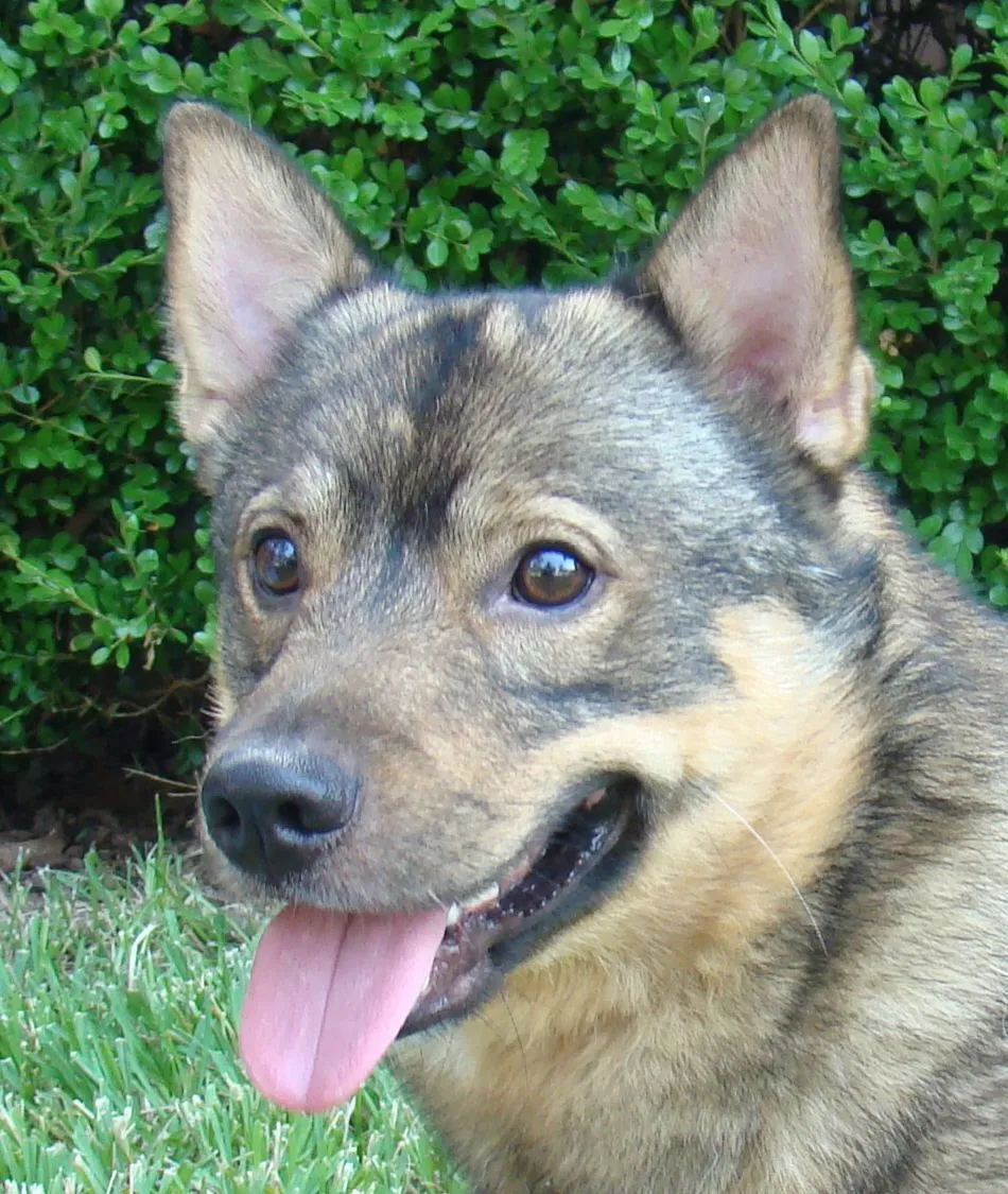 Swedish Vallhund dog face photo and wallpaper. Beautiful Swedish Vallhund dog face picture