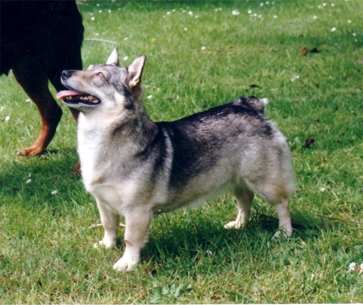 Watching Swedish Vallhund dog photo and wallpaper. Beautiful Watching Swedish Vallhund dog picture