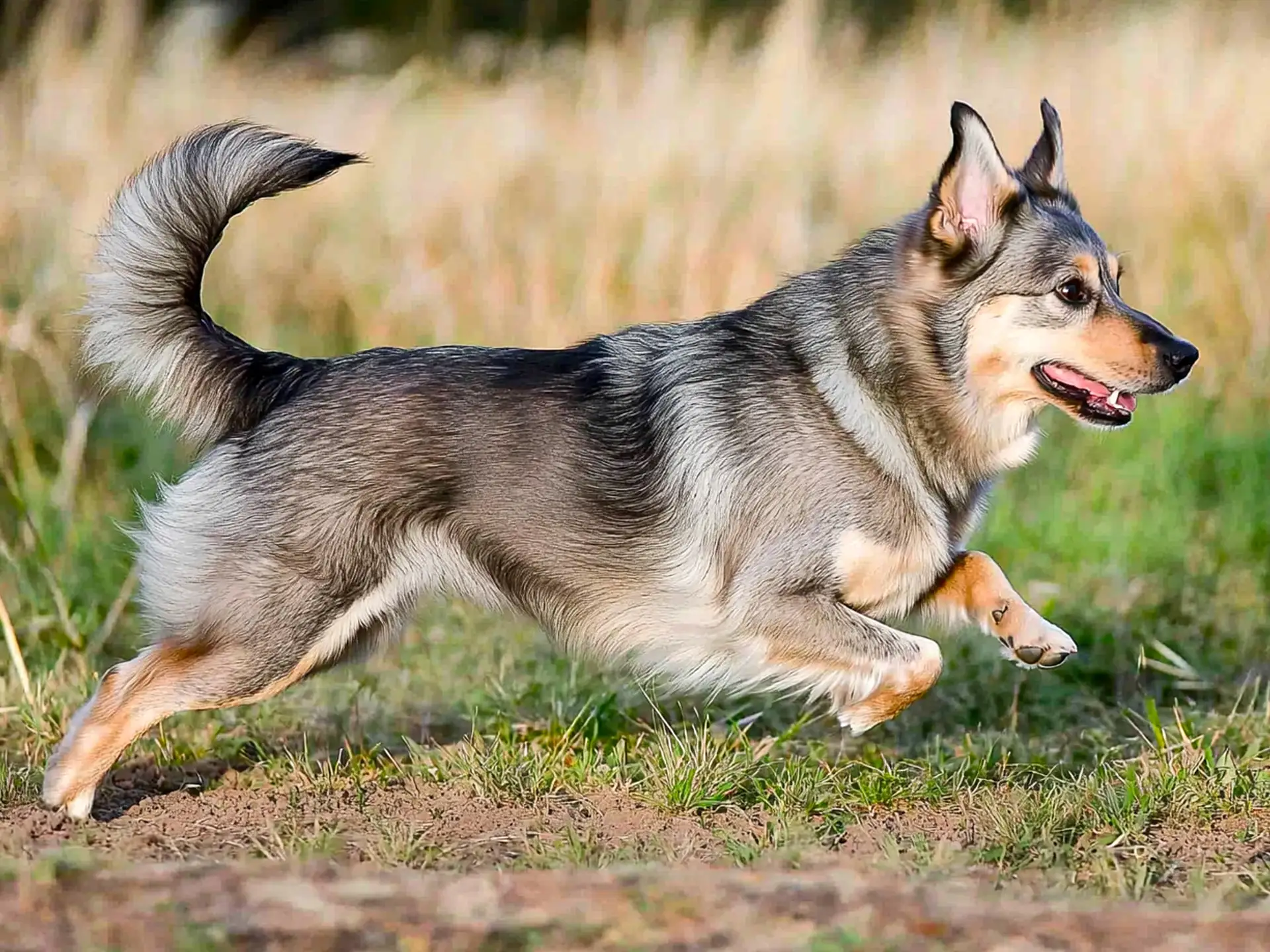 Swedish Vallhund: The Loyal and Energetic Viking Herding Dog