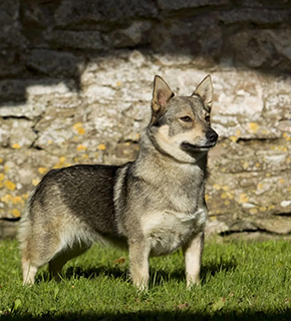 Swedish Vallhund. Breeds A to Z. The Kennel Club