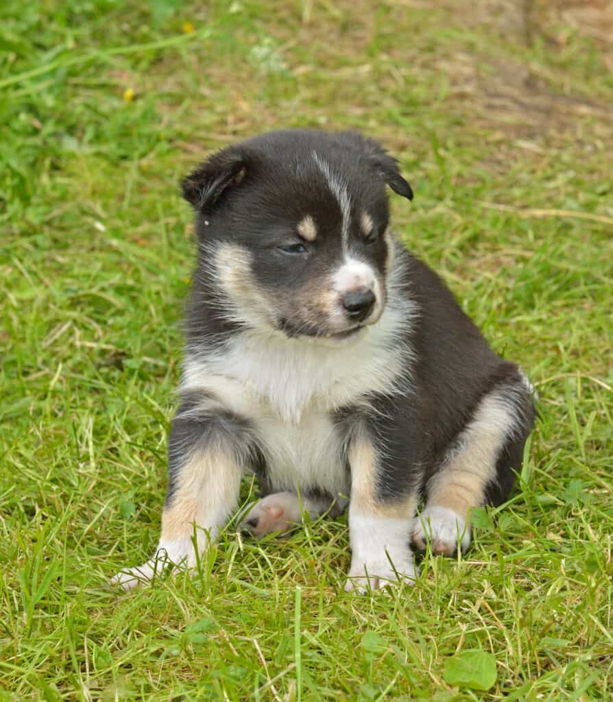 Swedish Vallhund Animal Facts Lupus Familiaris Z Animals