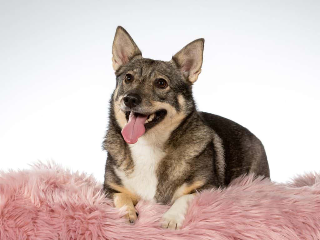 Swedish Vallhund Animal Facts Lupus Familiaris Z Animals