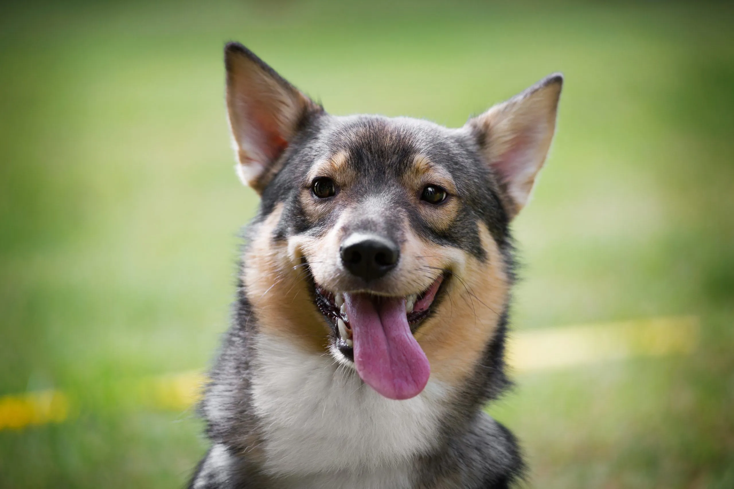 Swedish Vallhund Health Issues to Look Out For