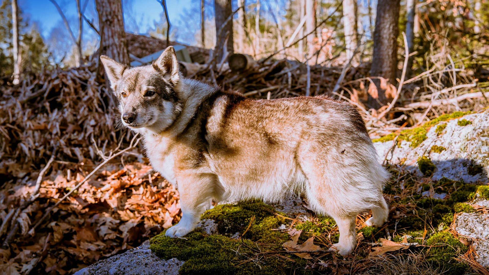 Dog Breeds Mill Creek Swedish Vallhunds Swedish Vallhund Dog Breed Information And Characteristics
