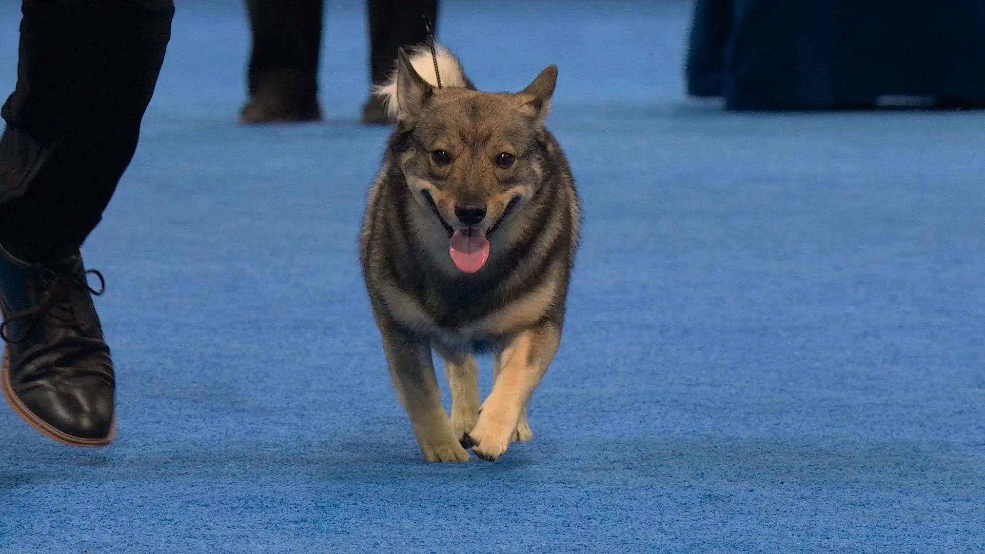 2025 NDS: Swedish Vallhund