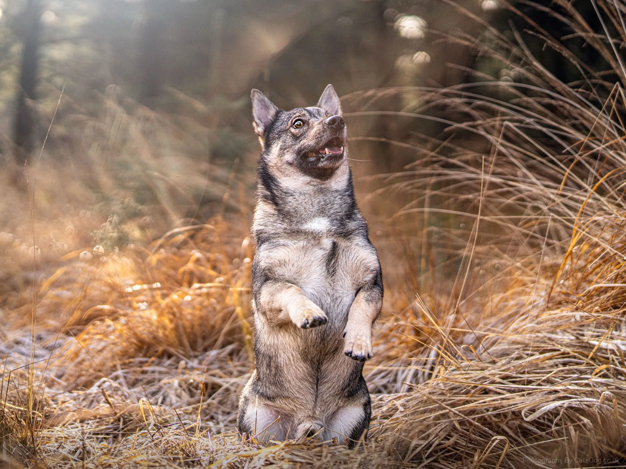 Swedish Vallhund Society