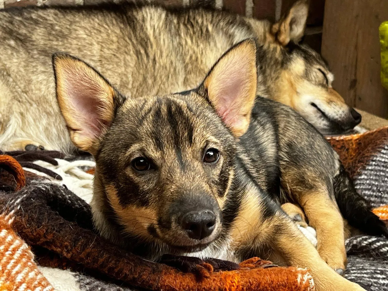 My Swedish Vallhunds. Västgötaspetsen