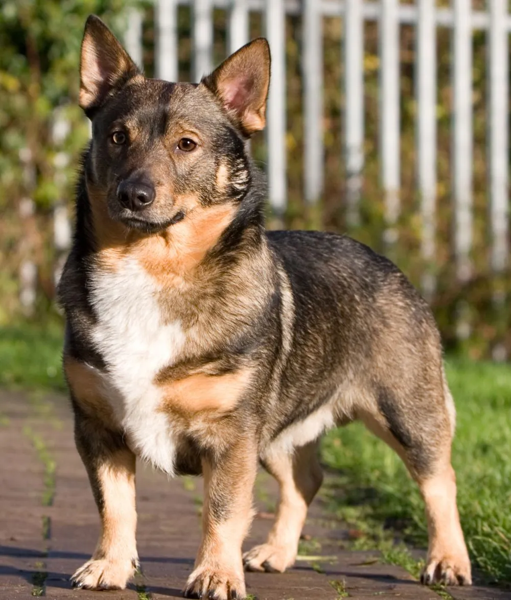Swedish Vallhund. Breeds A to Z. The Kennel Club