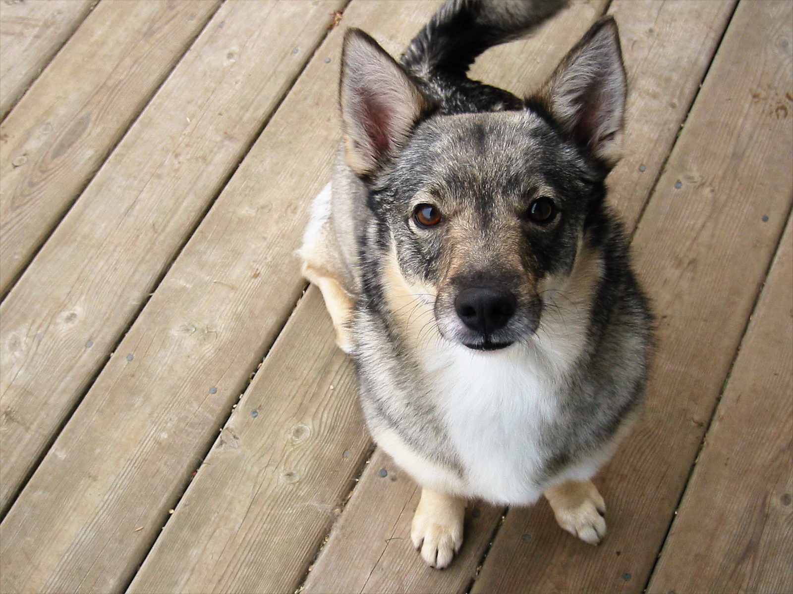 Kiki, a Swedish