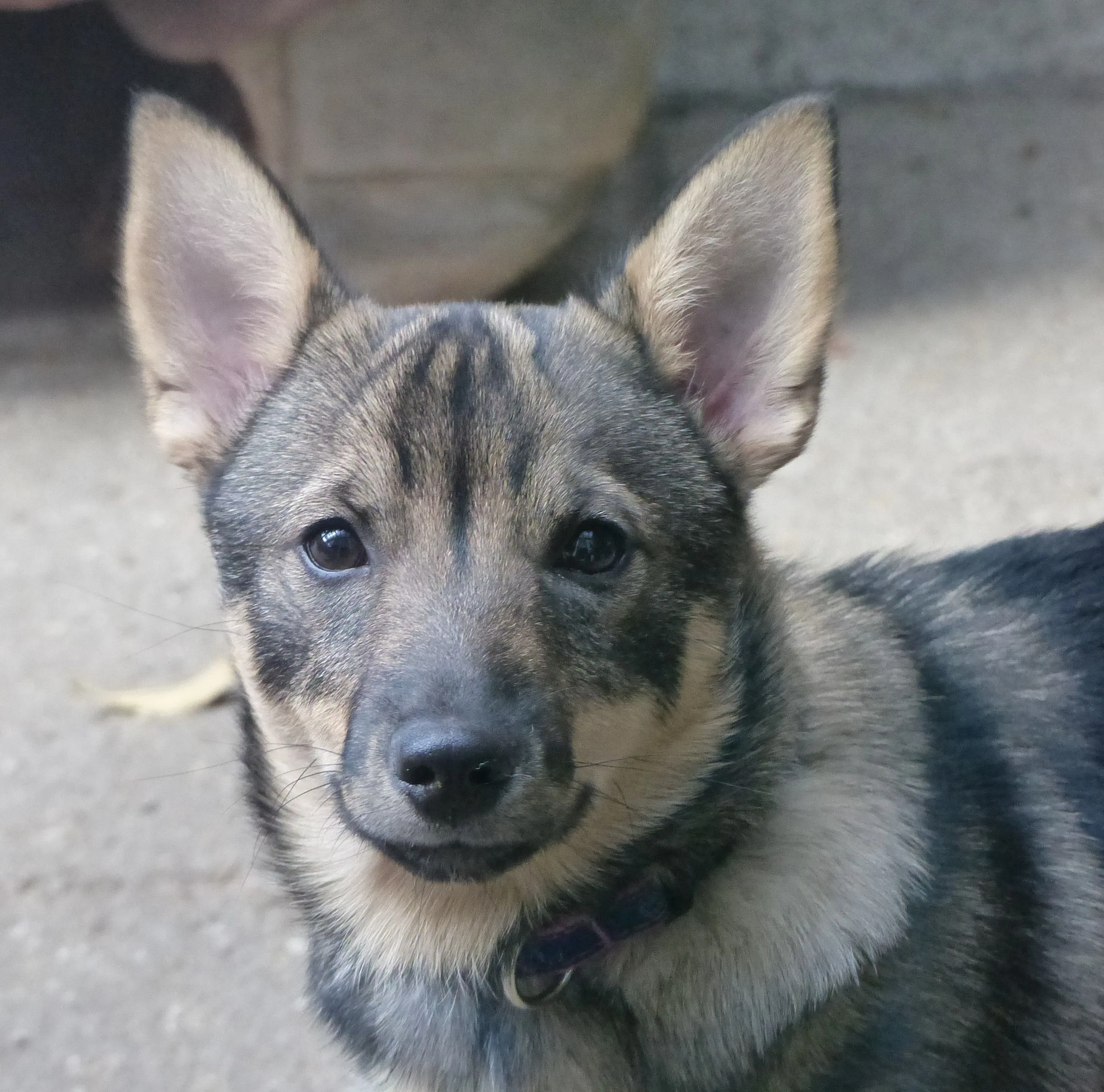 My Swedish Vallhunds. Västgötaspetsen