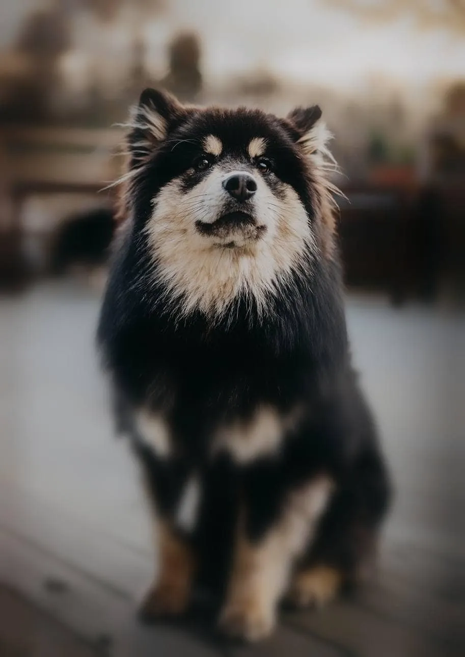 Swedish Dog Breeds (With Info & Picture). Hepper Pet Resources