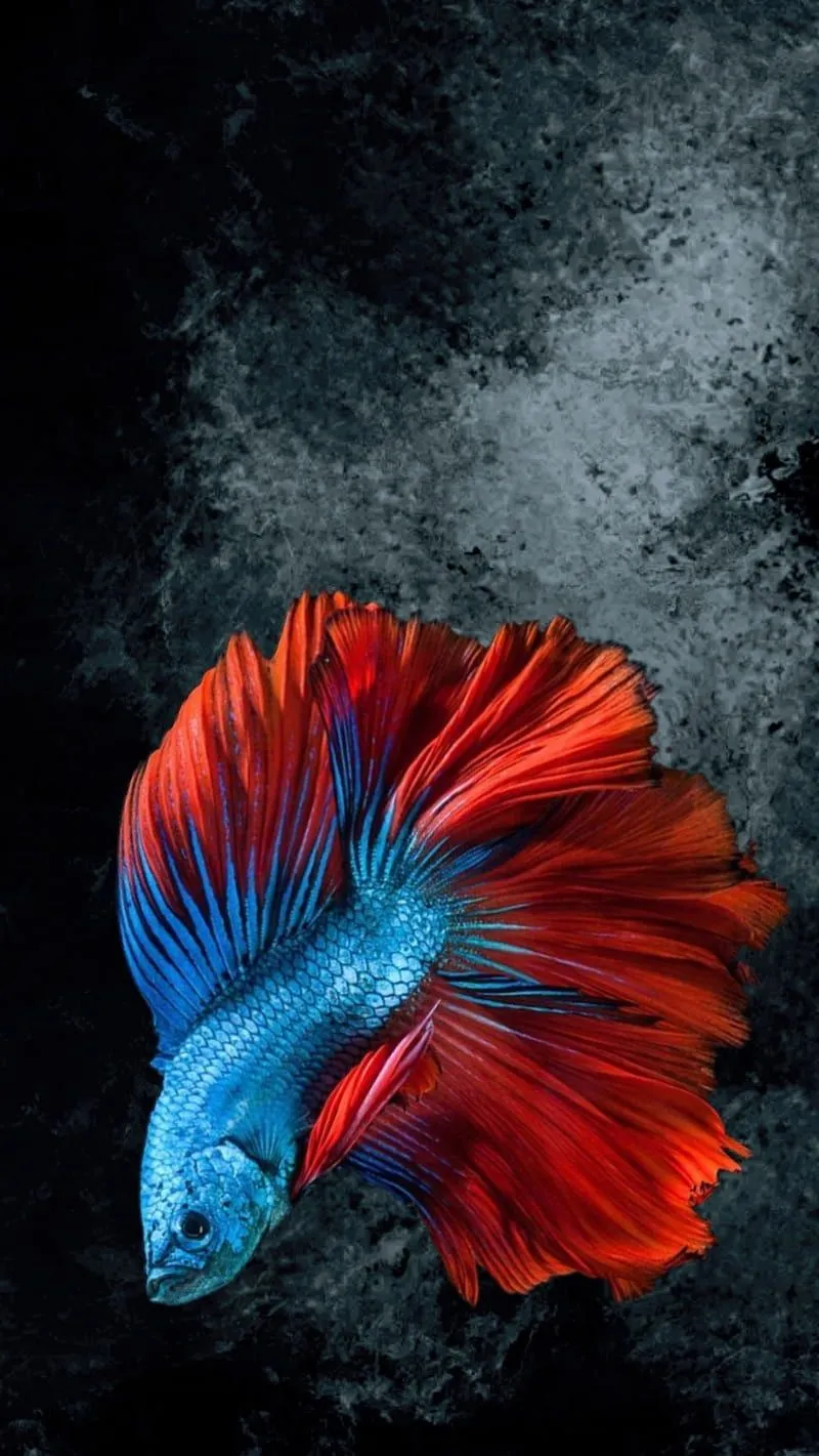 HD fighting fish wallpaper