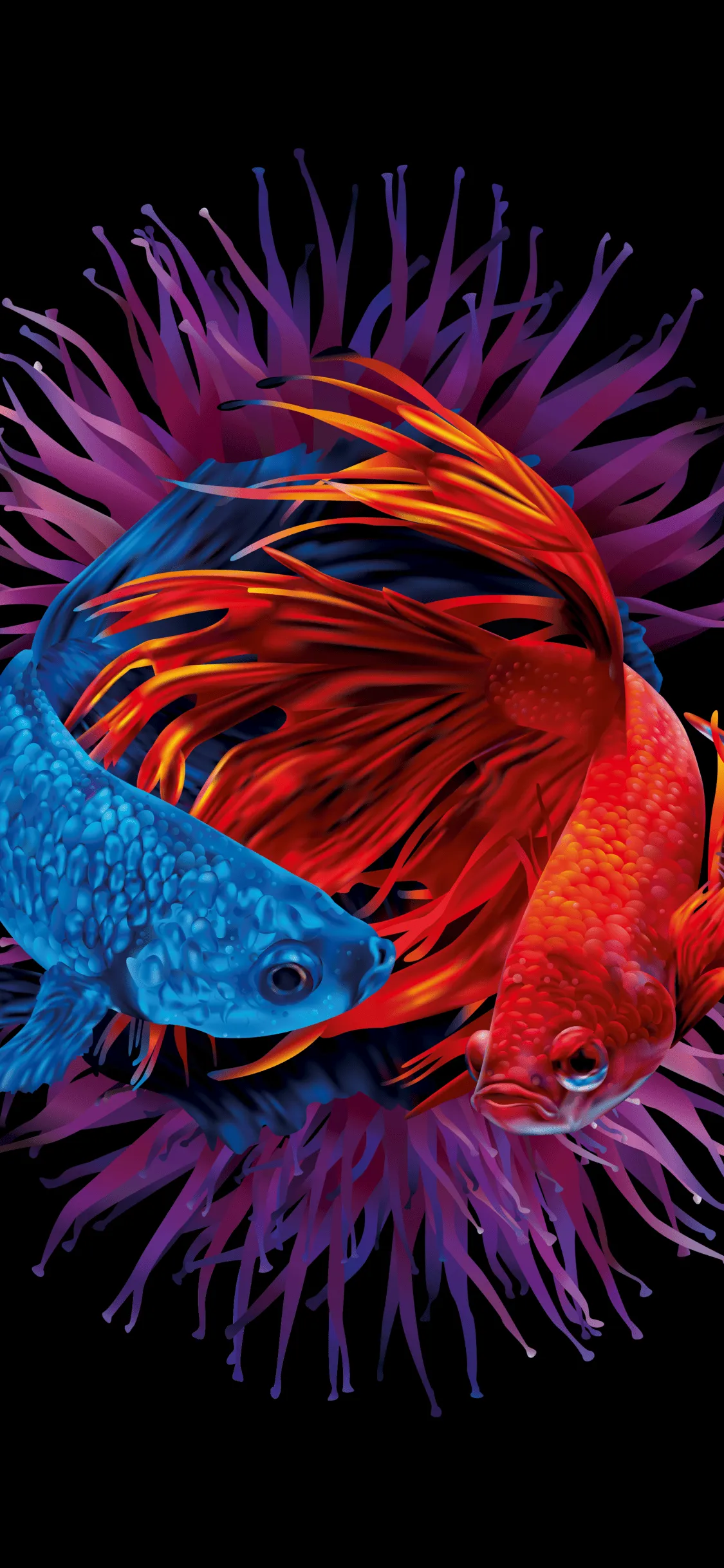 Betta fishes Wallpaper 4K, Siamese fighting fish, Underwater
