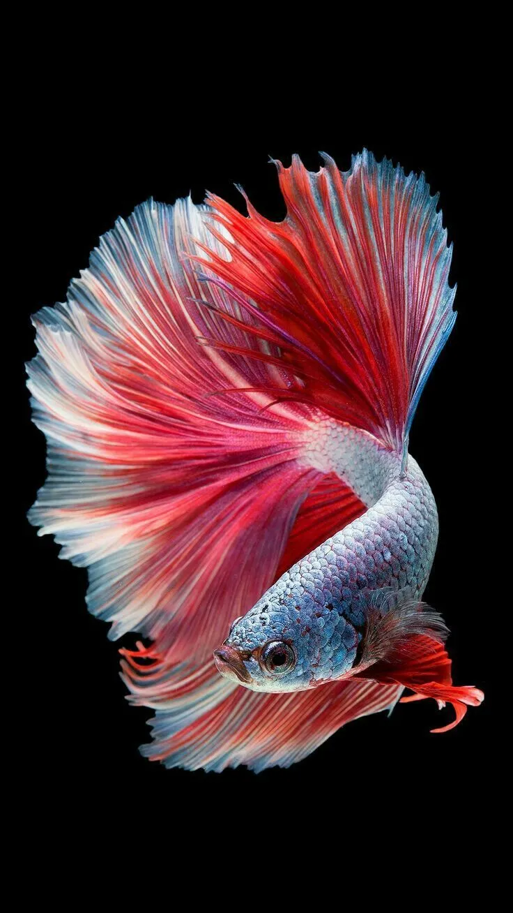 Red and White Siamese Betta Fish Painting. สัตว์แปลกๆ, ชีวิตสัตว์ใต้สมุทร, ปลาคราฟ