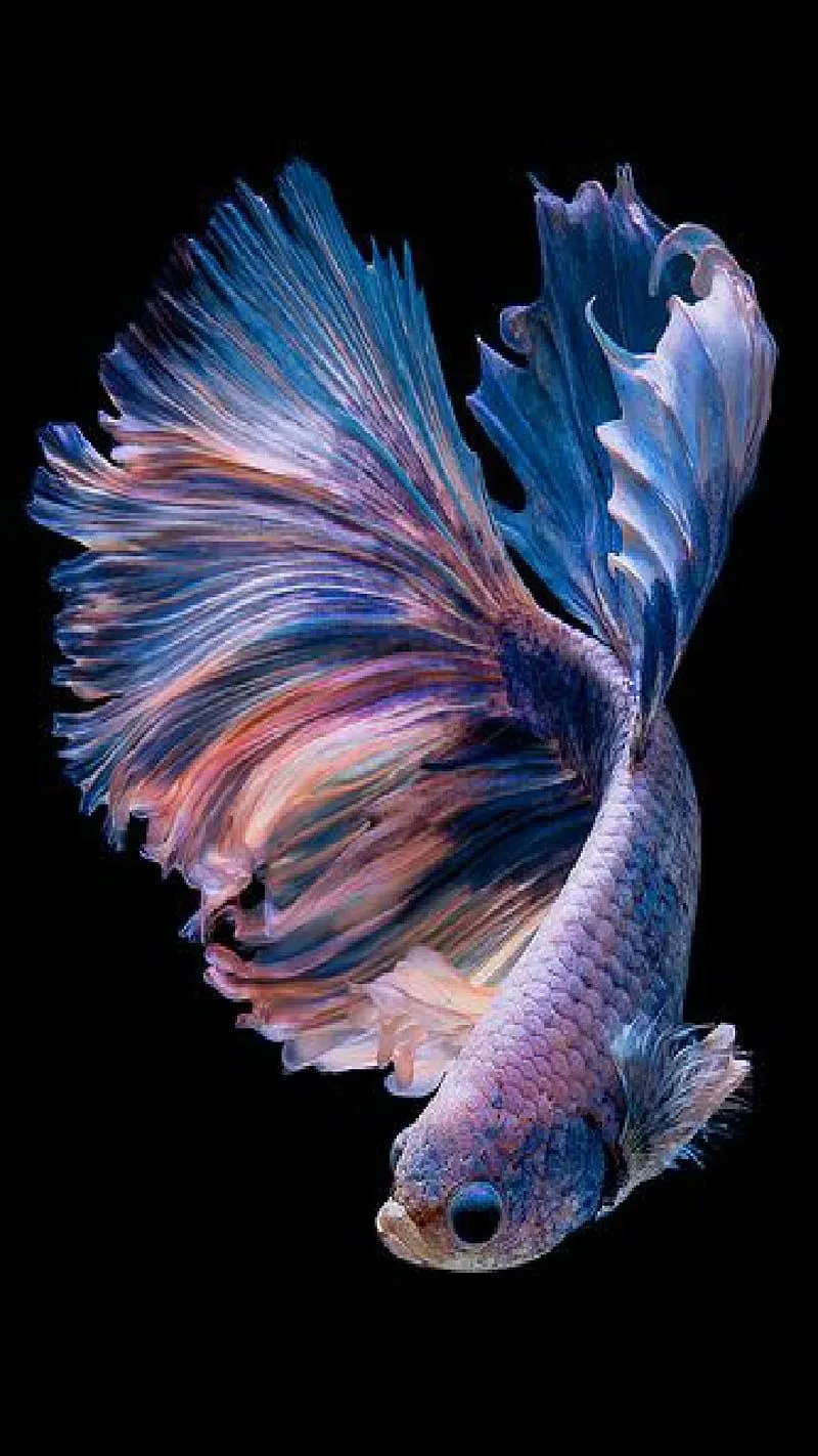 HD beta fish wallpaper