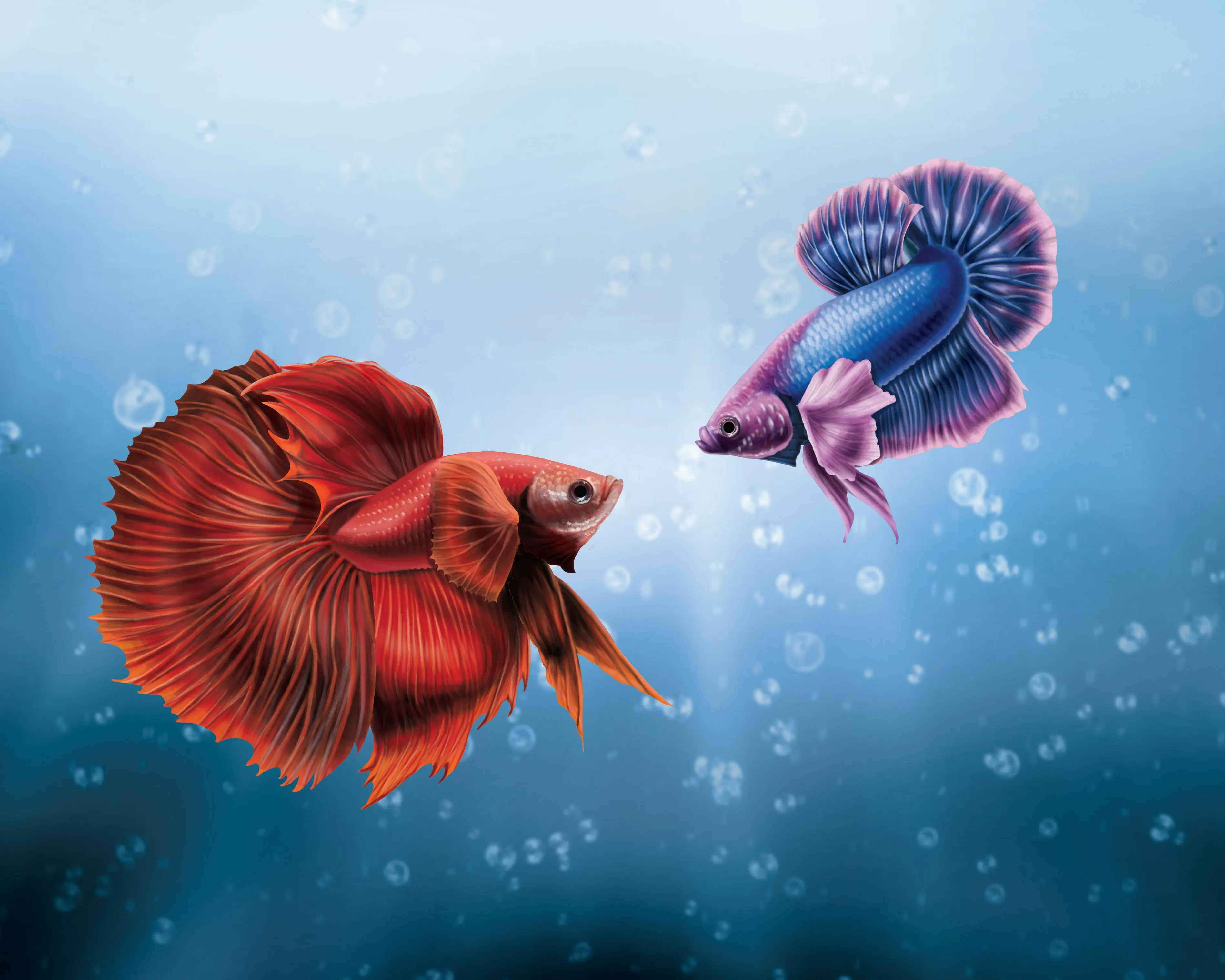 Him And I Betta Fish Wallpaper, HD Artist Wallpaper, 4k Wallpaper, Image, Background, Photos and Picture