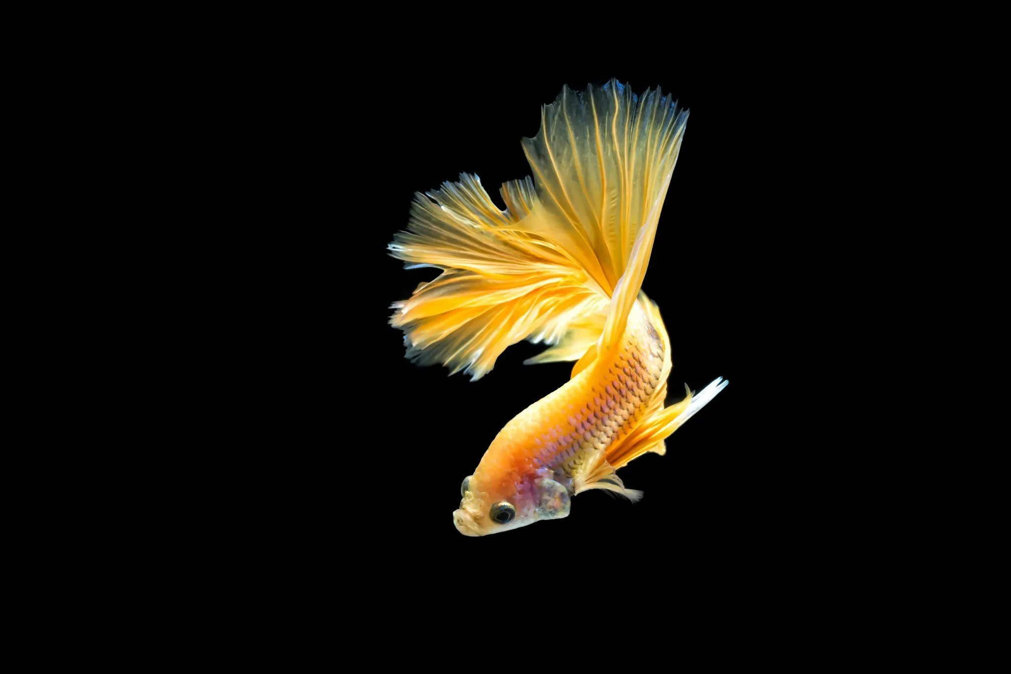 betta, Siamese, Fighting, Fish, Underwater, Tropical, Psychedelic Wallpaper HD / Desktop and Mobile Background