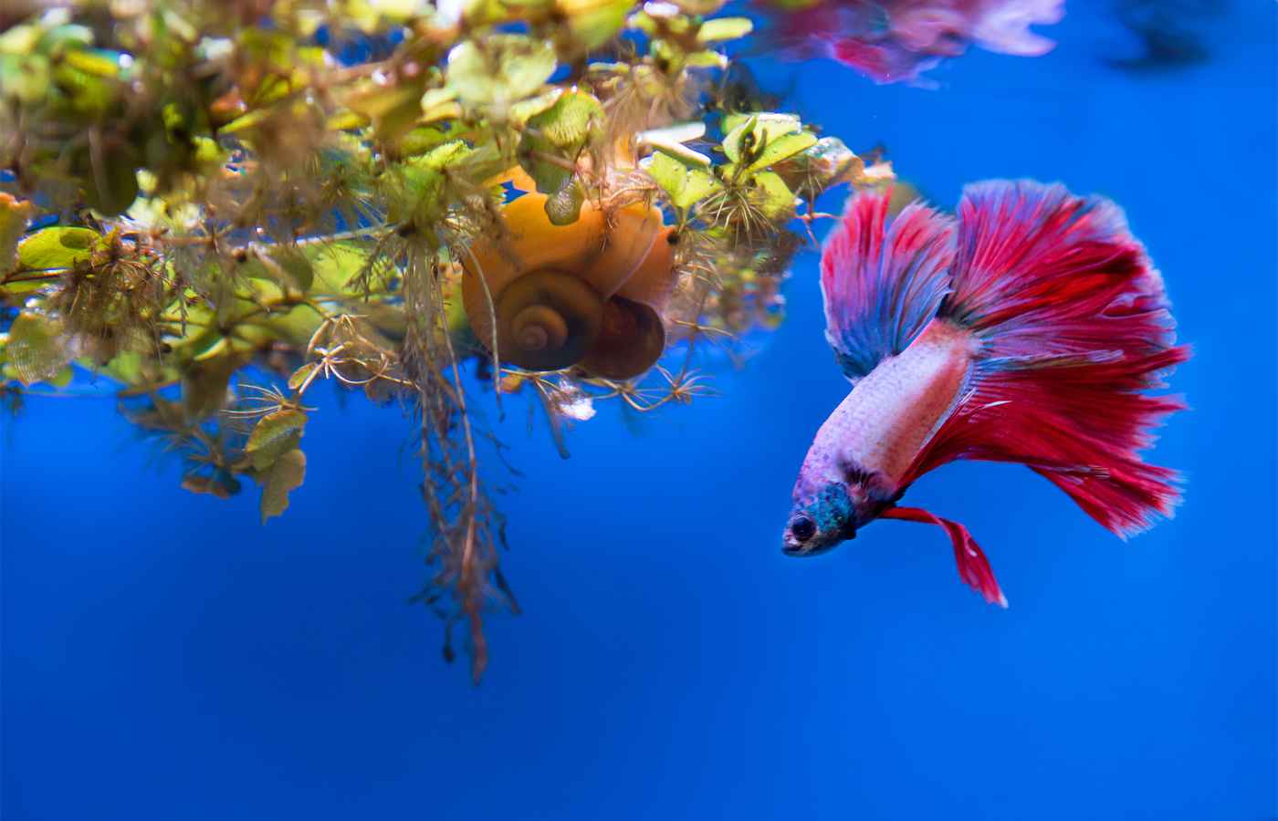 Fin Tastic Betta Fish Names You'll Love With Kids