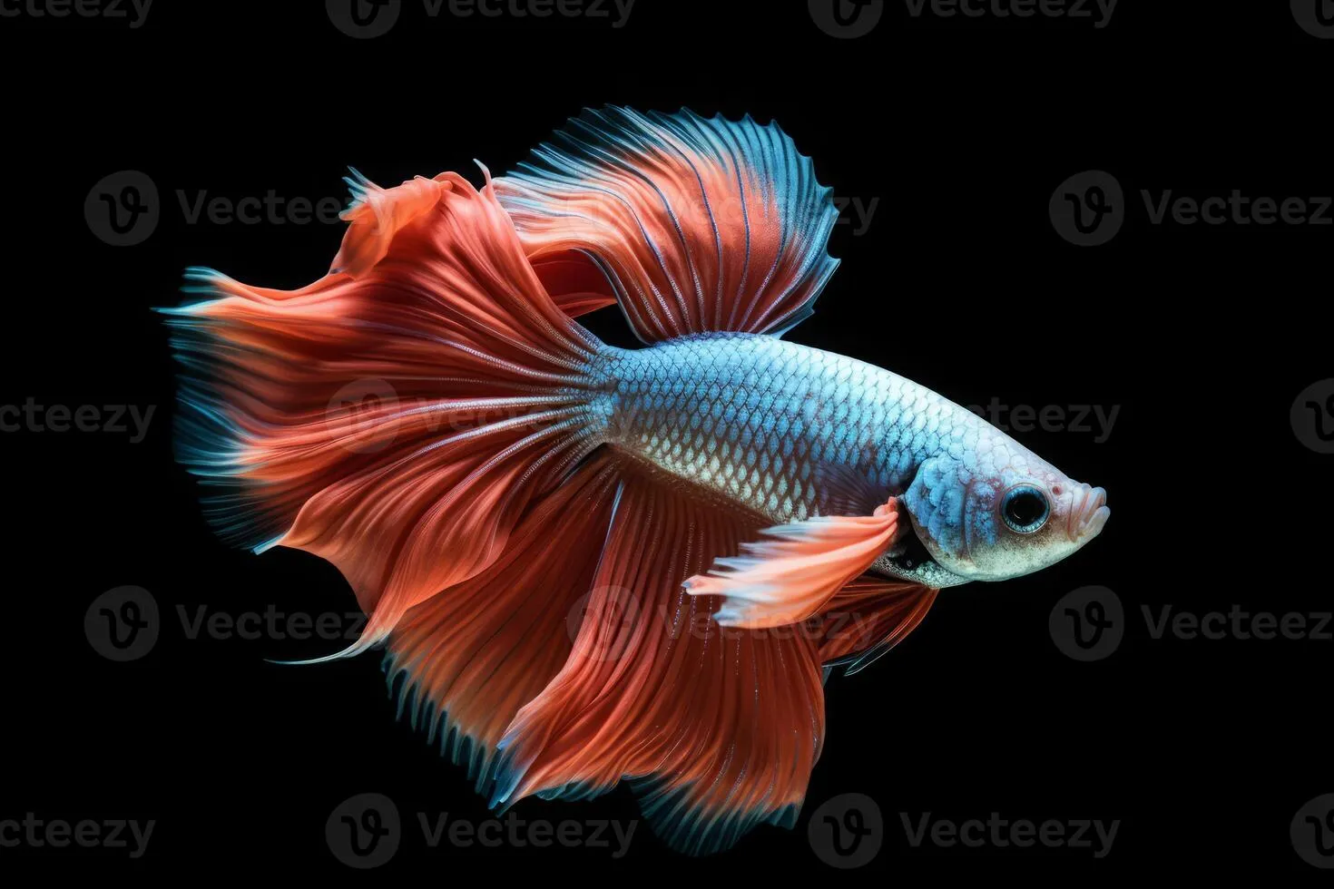 Cute Betta fish in nature, national geography, Wide life animals